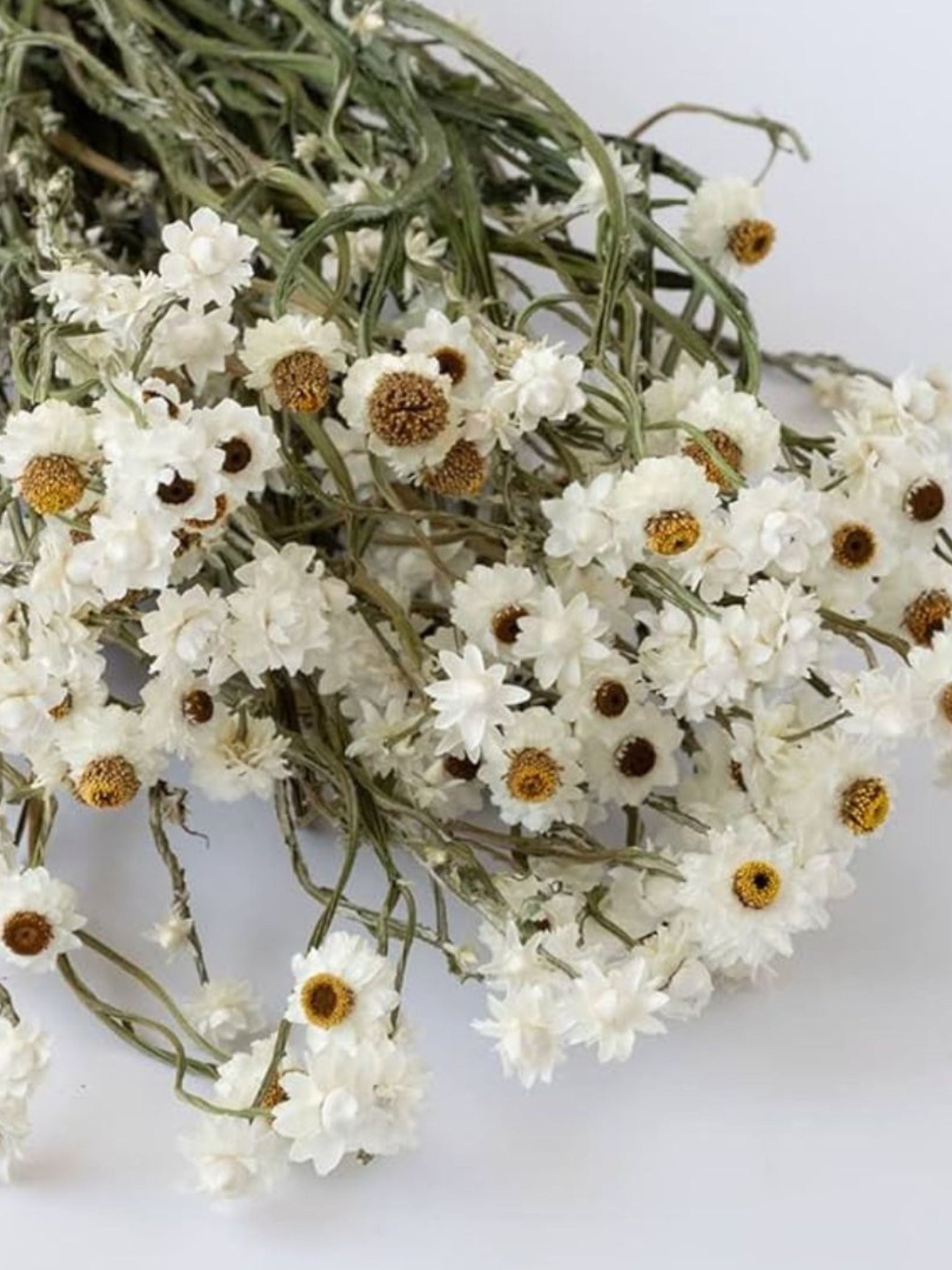 Dried Flower - Ammobium