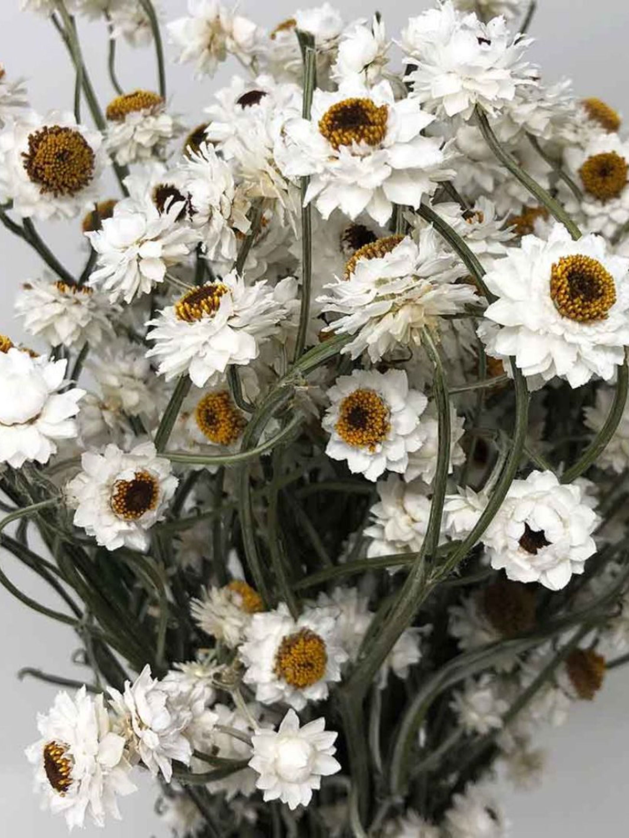 Dried Flower - Ammobium