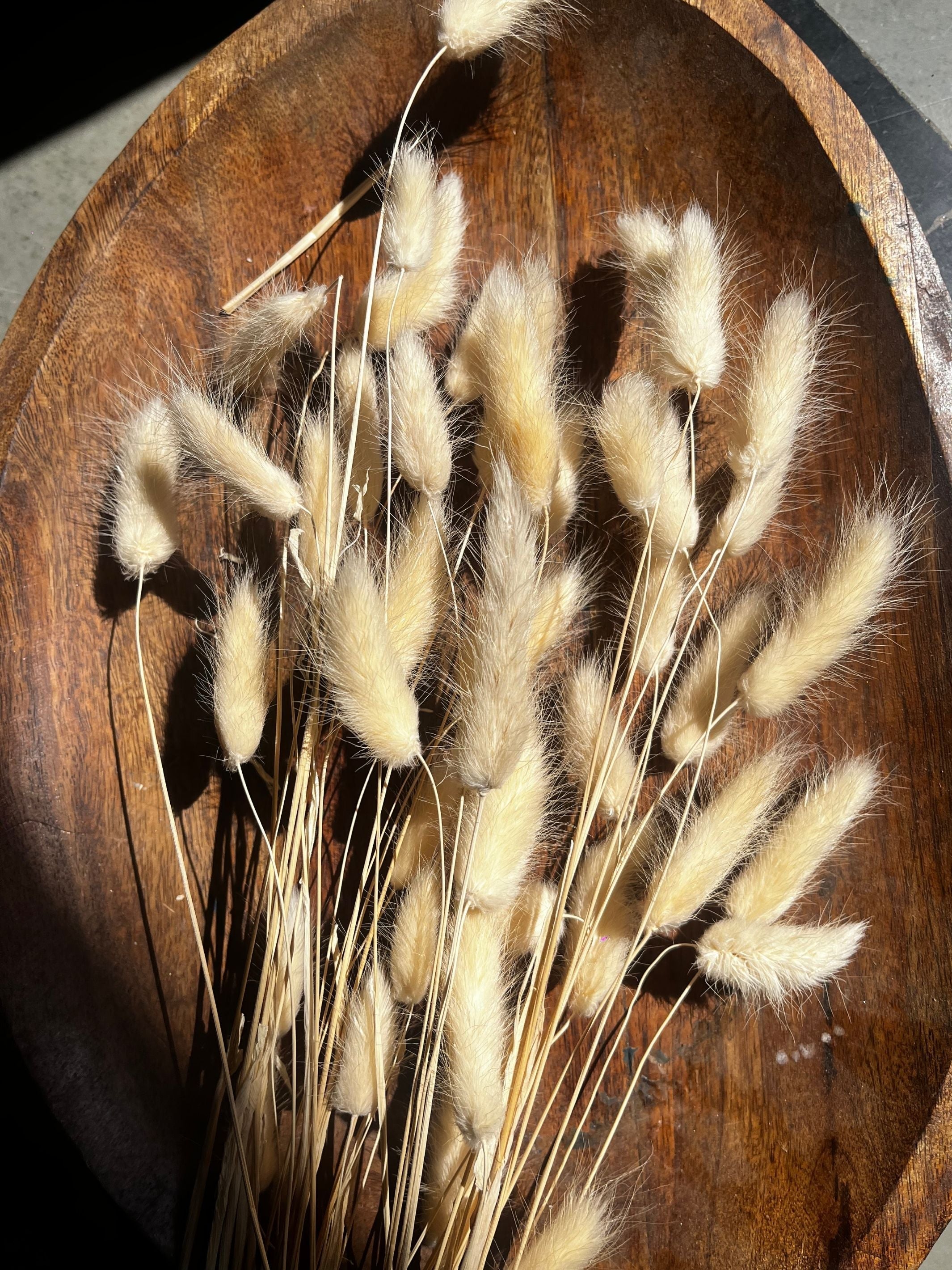 Real Dried Bunny Tail Grass