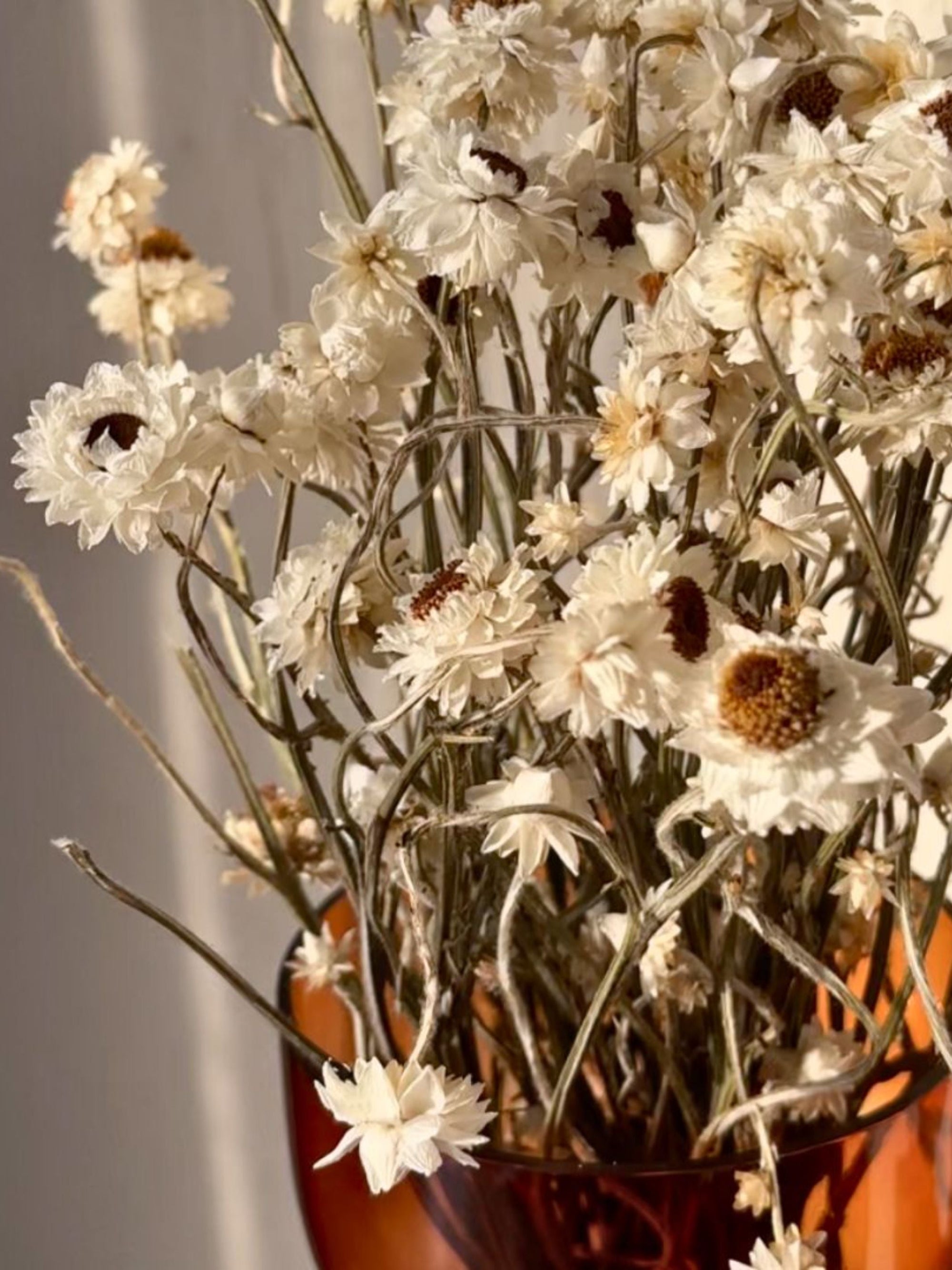 Dried Flower - Ammobium