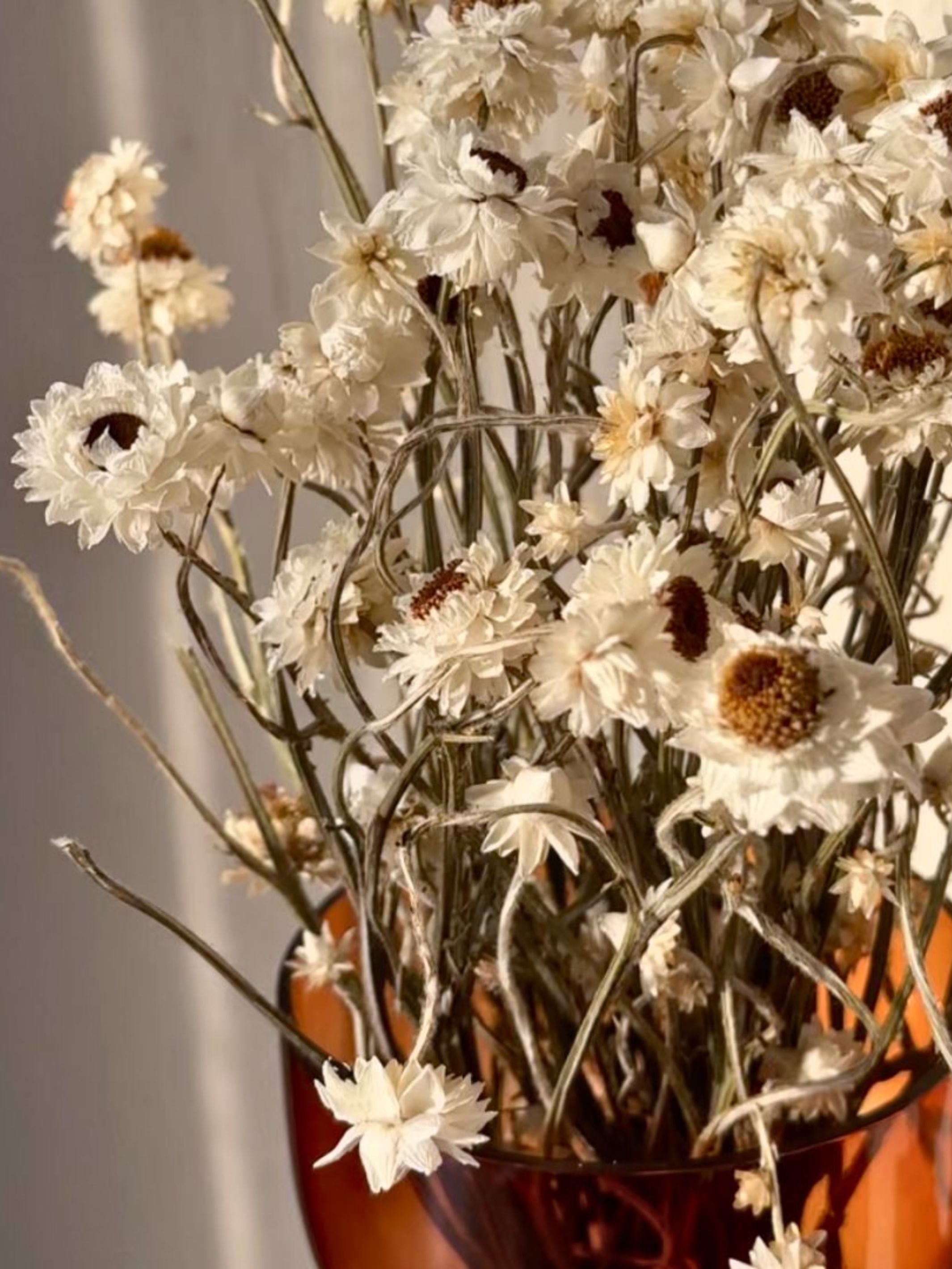 Dried Flower - Ammobium