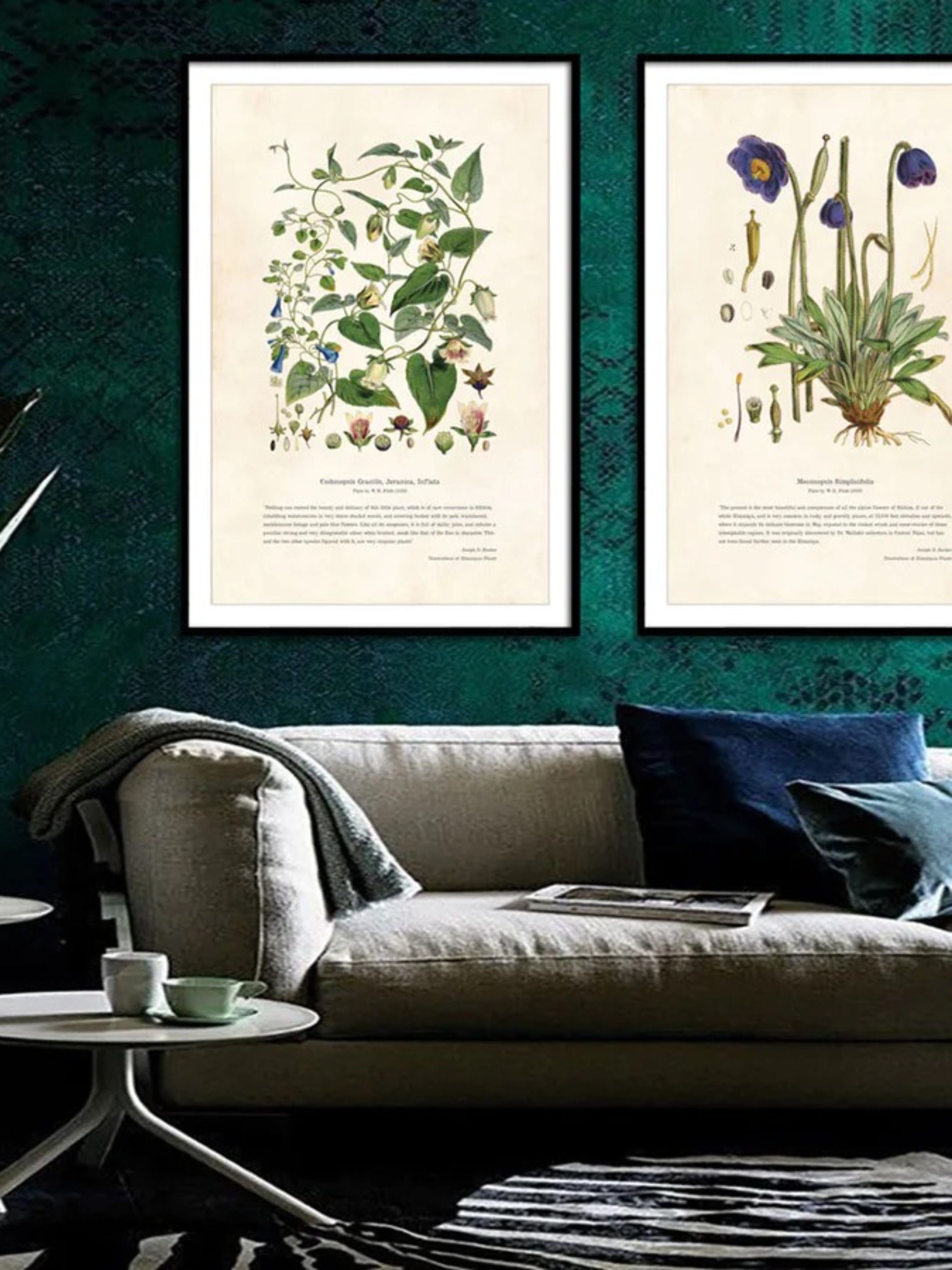 Wall Prints - Himalayan Plants - Codonopsis gracilis_ Javanica_ Inflata