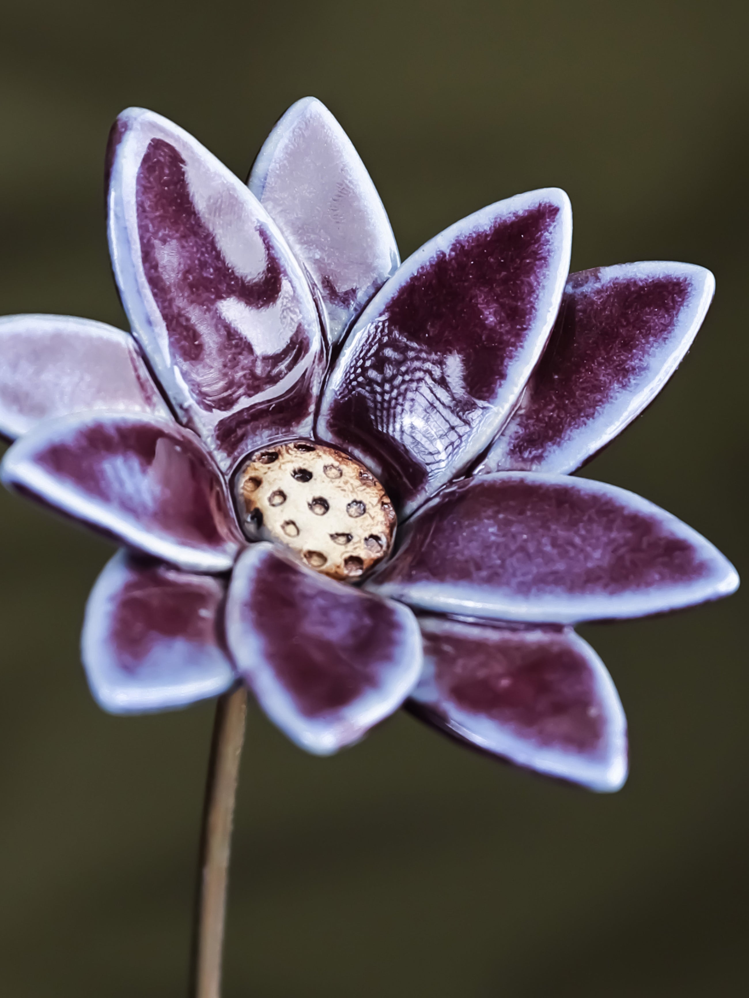 Edgy Daisy - Single flower stem large