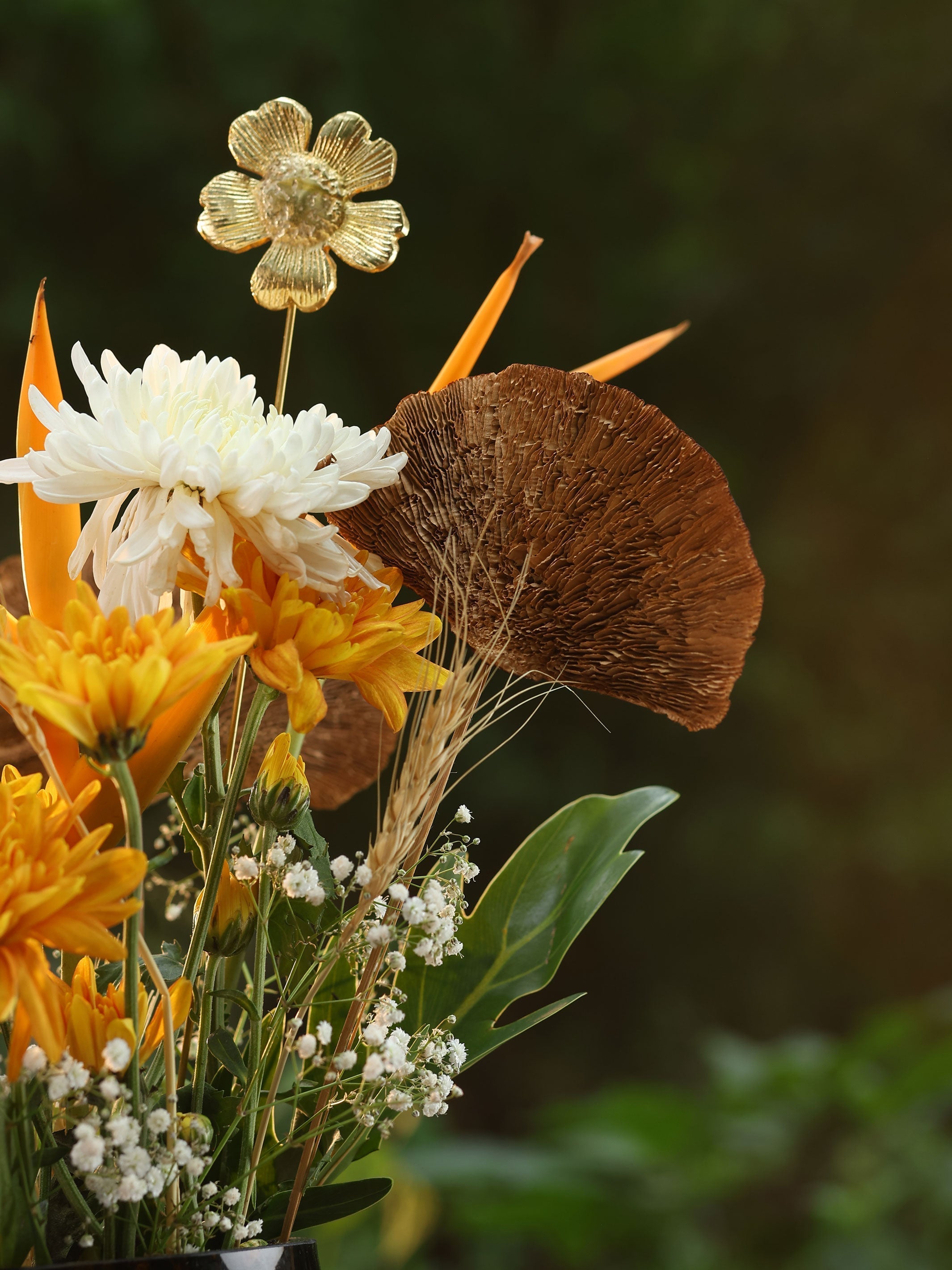 Natural Sponge mushroom