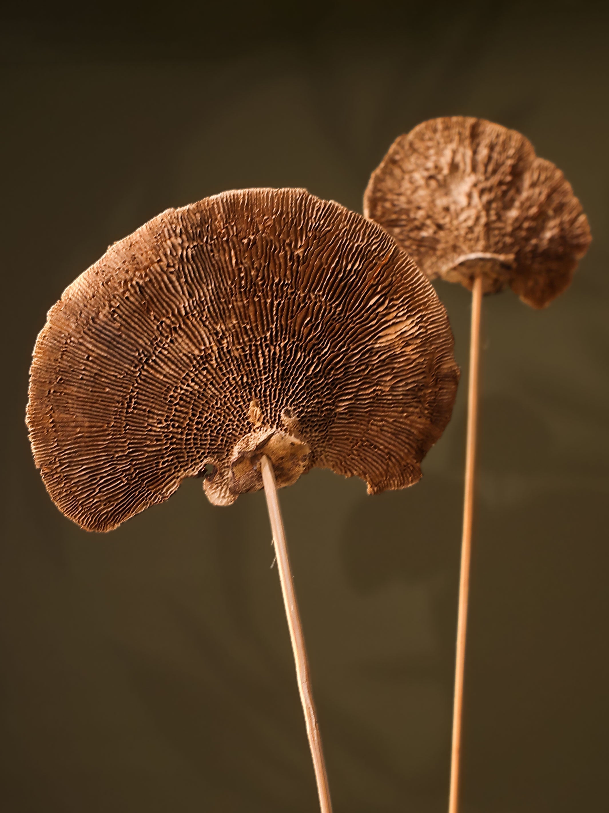 Natural Sponge mushroom