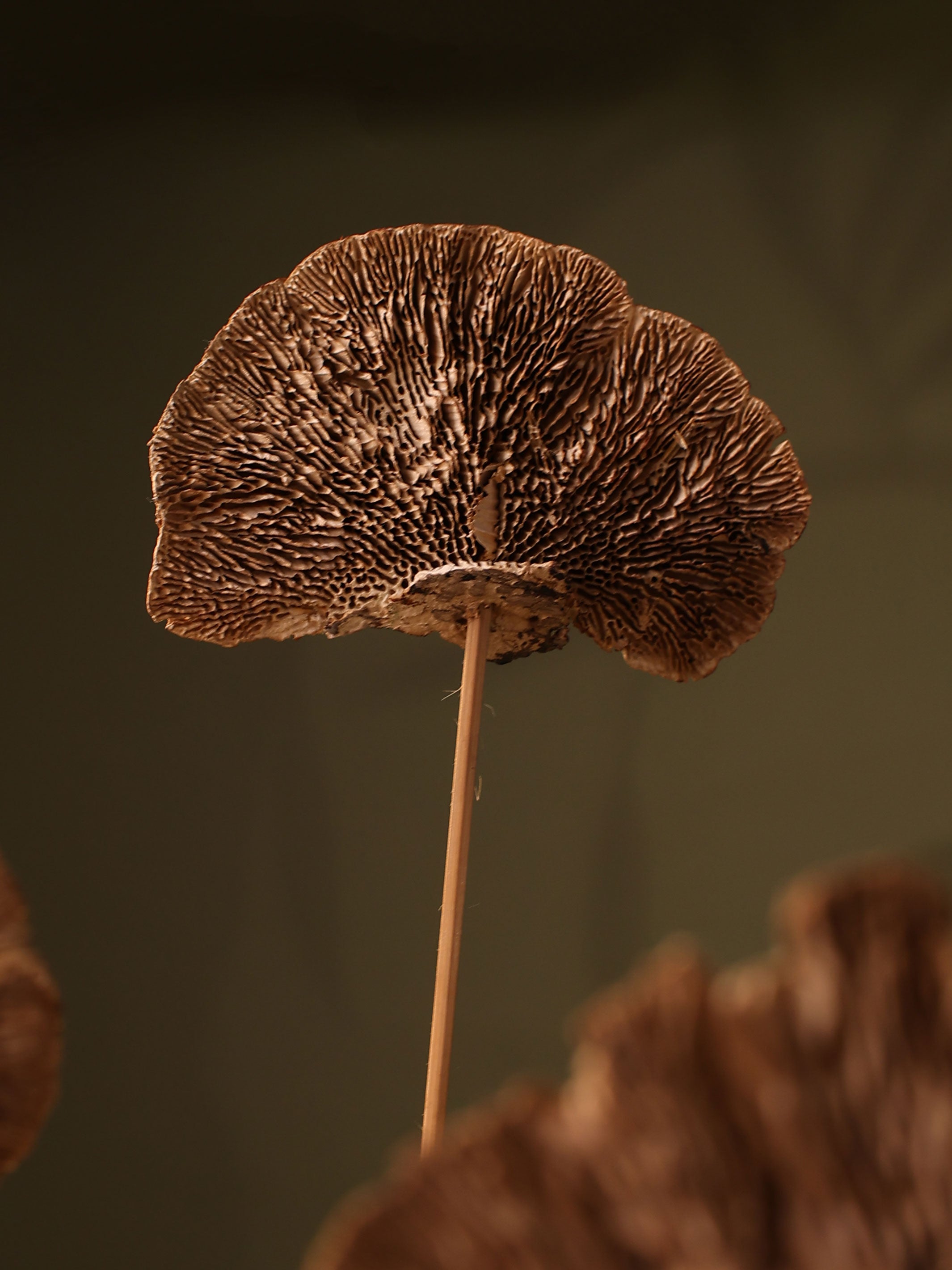 Natural Sponge mushroom