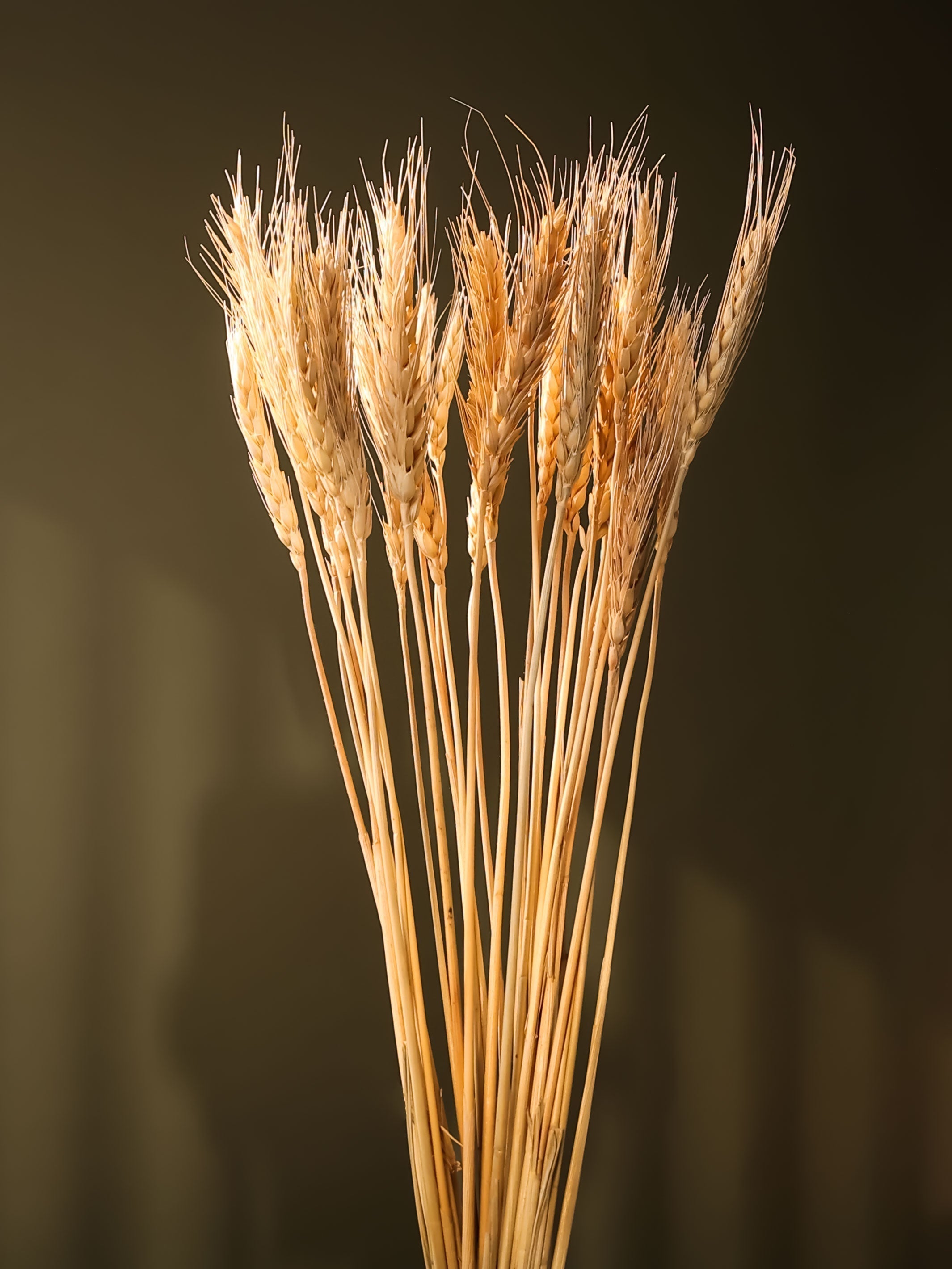 Wheat grass-set of 30 stems