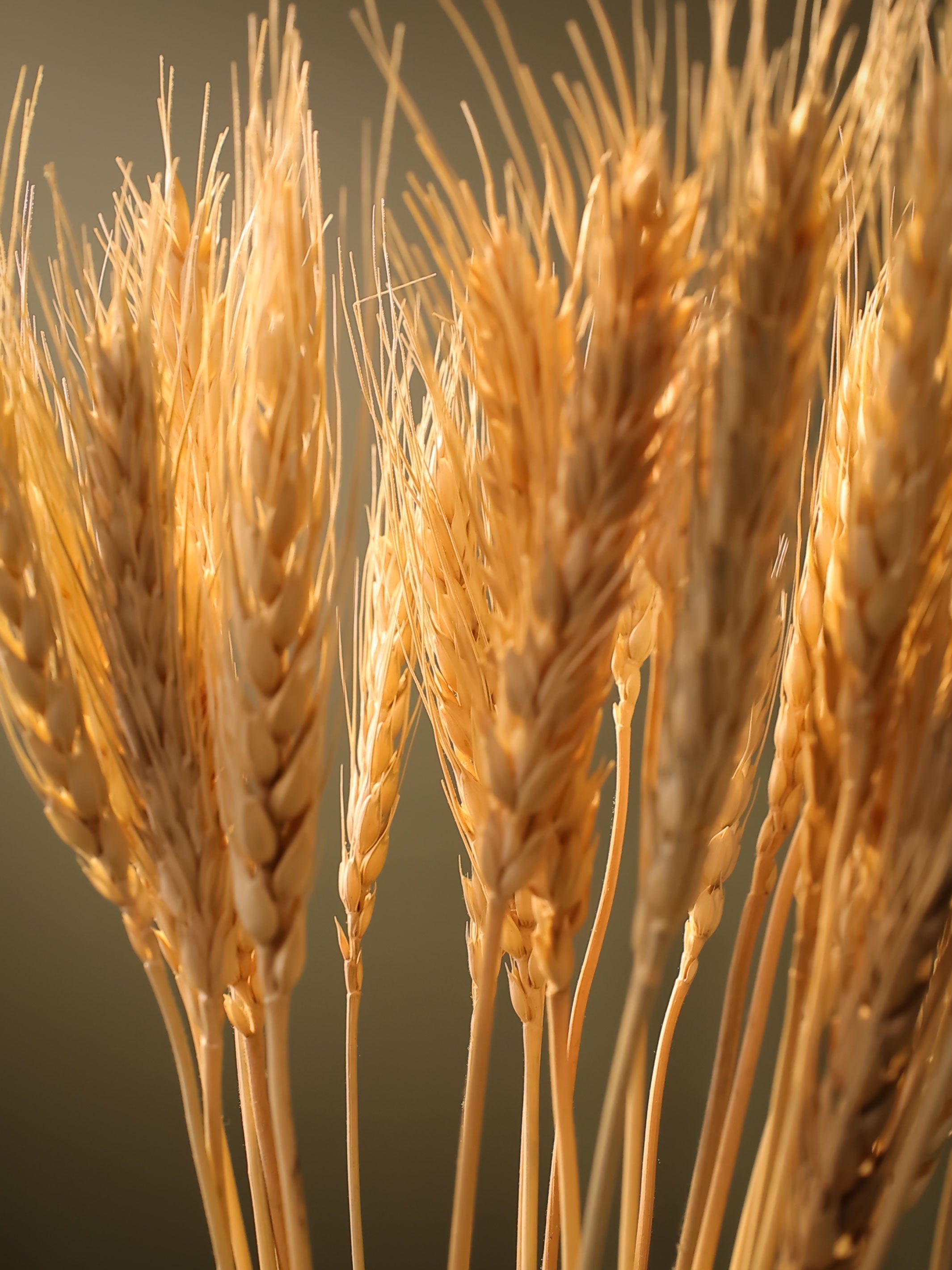 Wheat grass-set of 30 stems