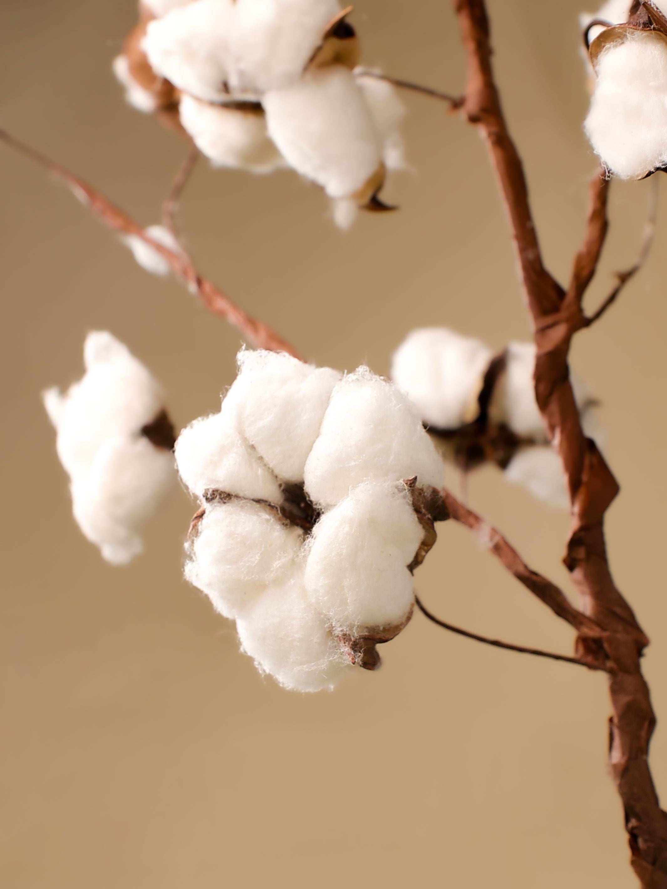 Cotton bloom stems