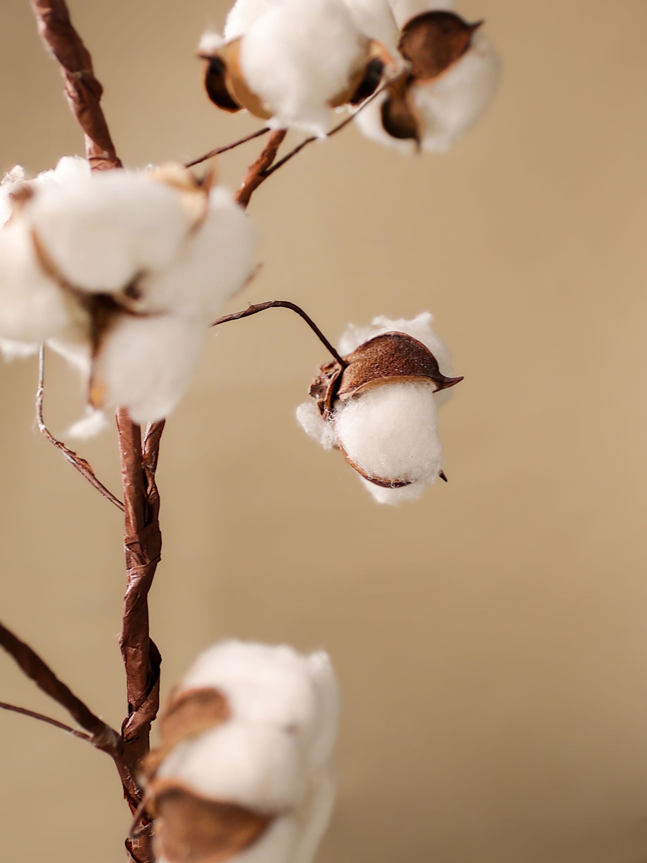 Cotton bloom stems