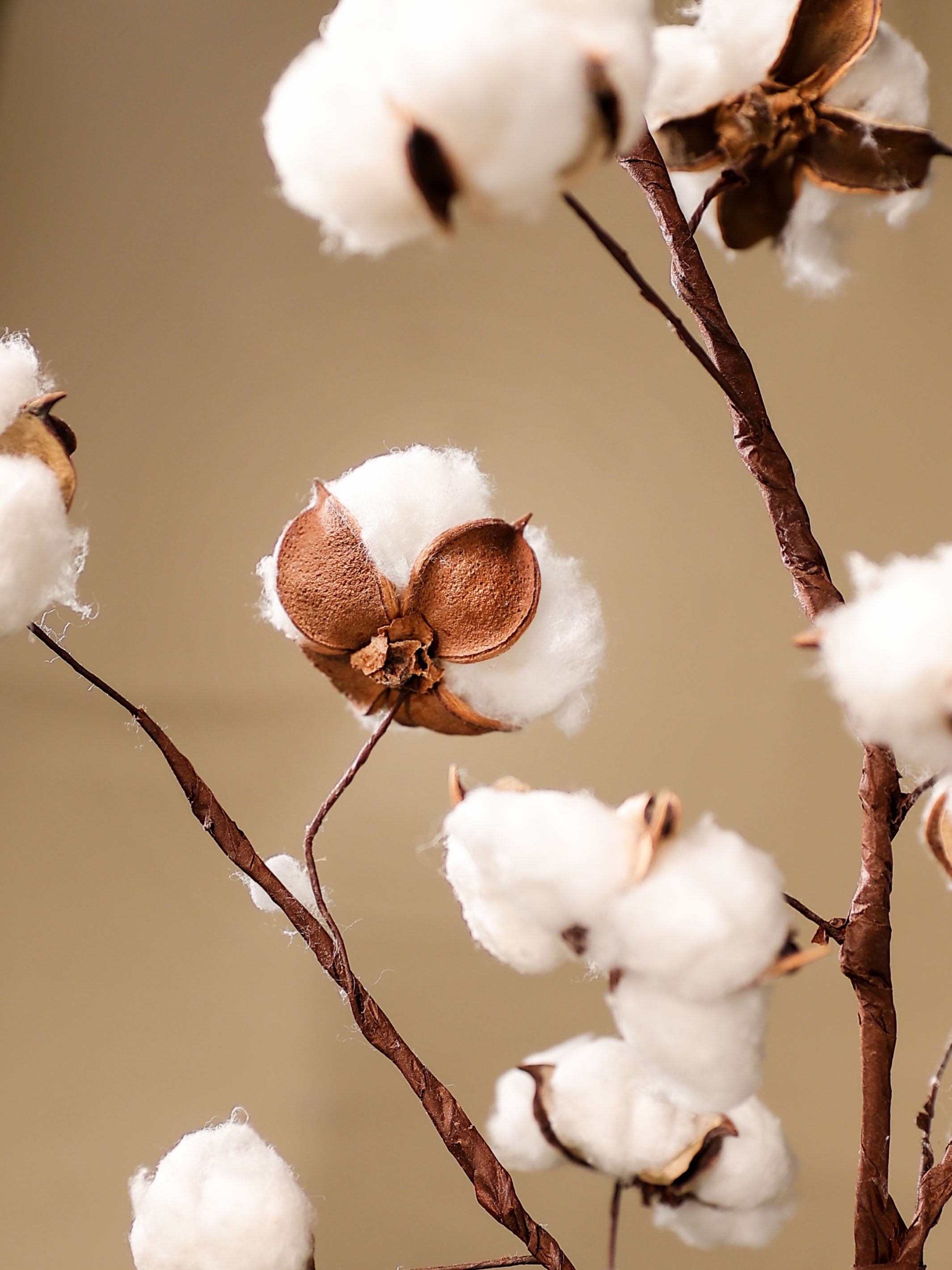 Cotton bloom stems