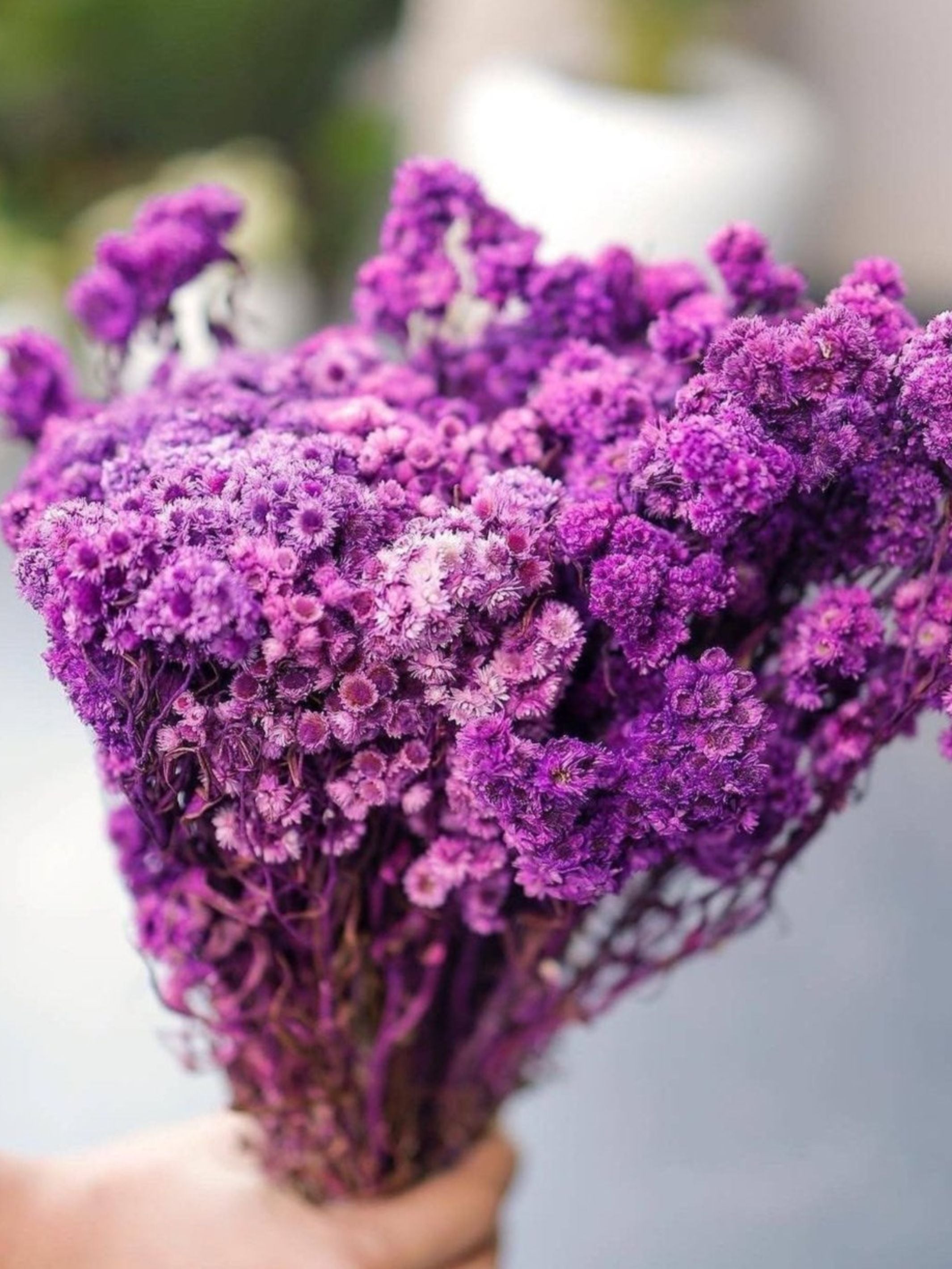 Purple daisies bunch