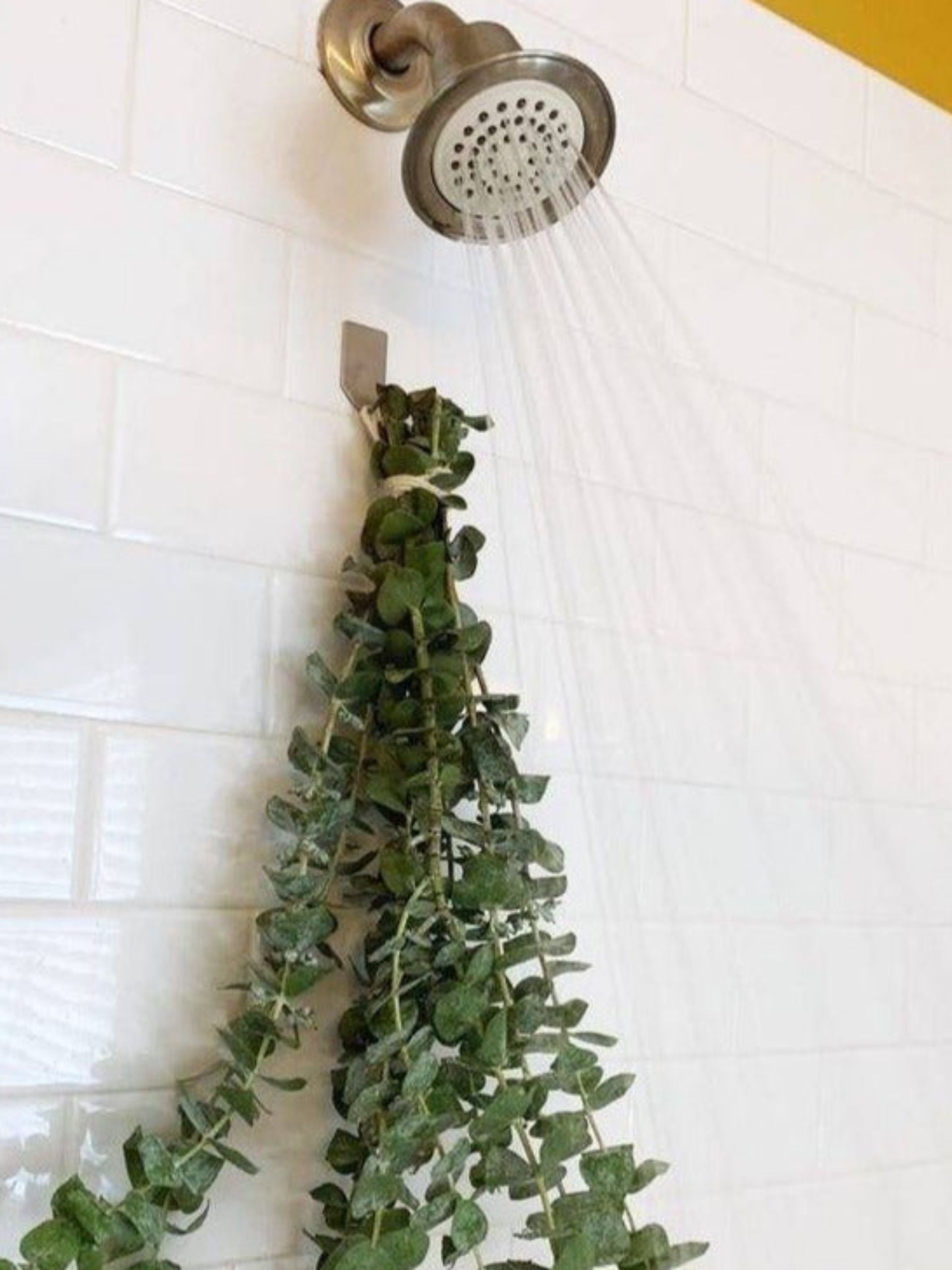 Eucalyptus dried leaves -set of 5 stems