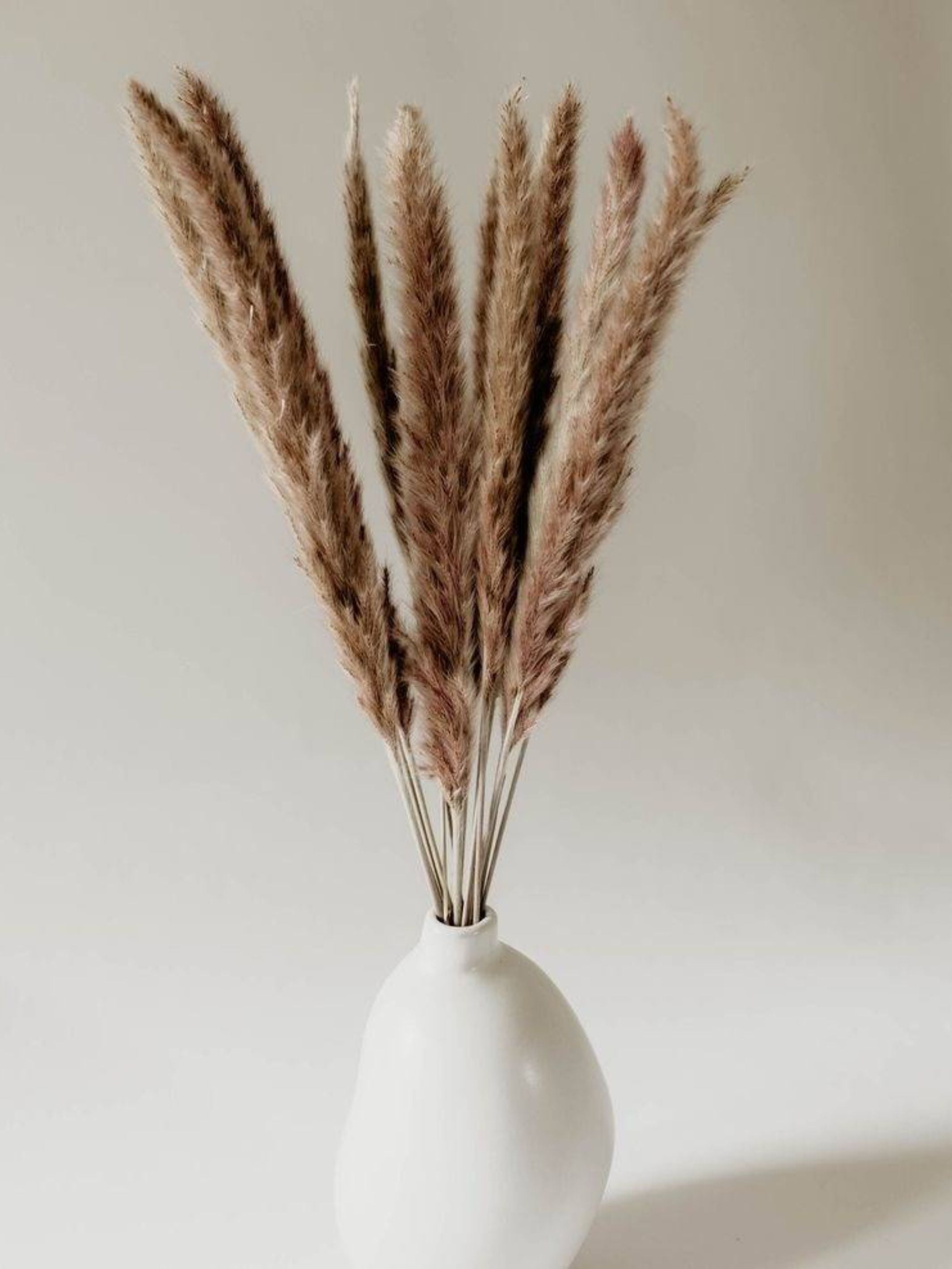 Mini brown pampas-set of 10 sticks