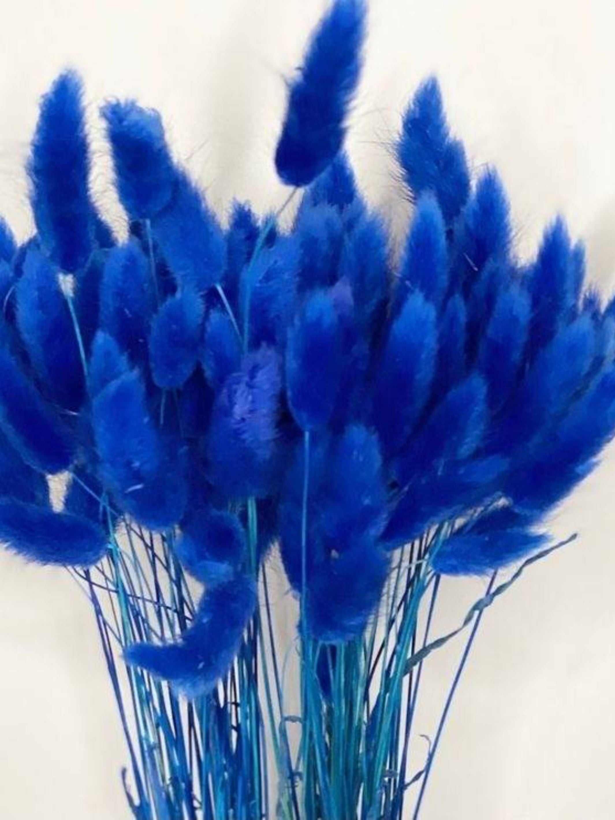 Royal Blue-Bunny tails-set of 50 stems