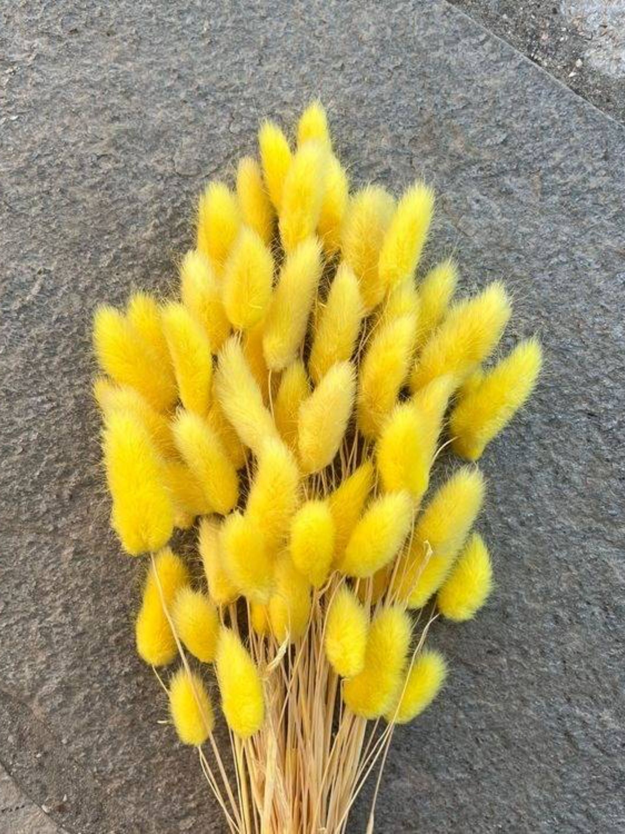 Yellow Bunny tails