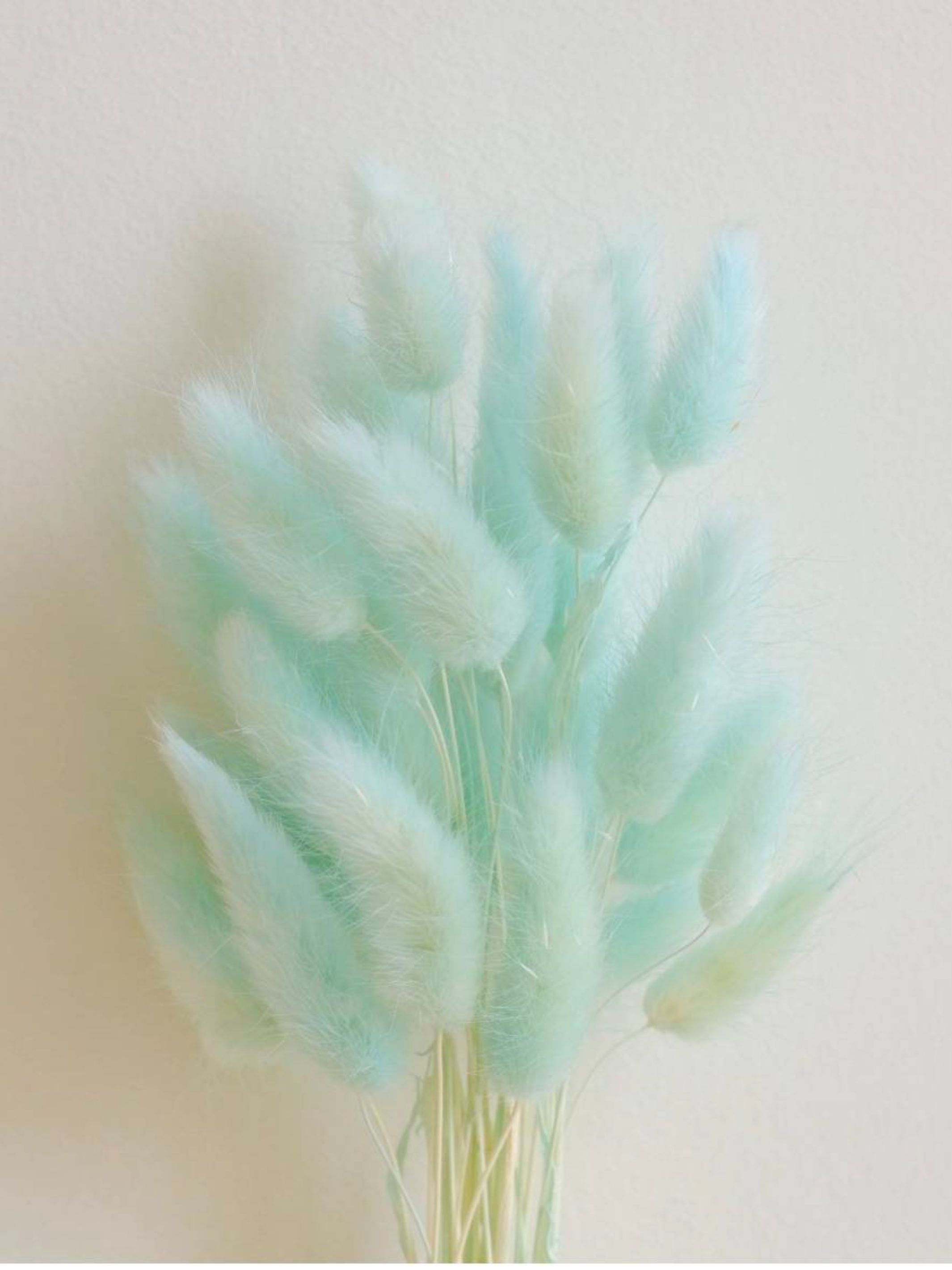 Mint Green Bunny tails-set of 50 stems