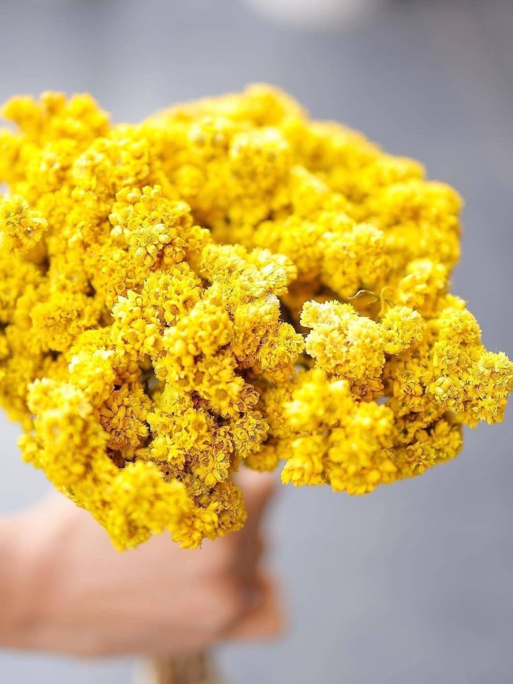 Yellow daisies bunch