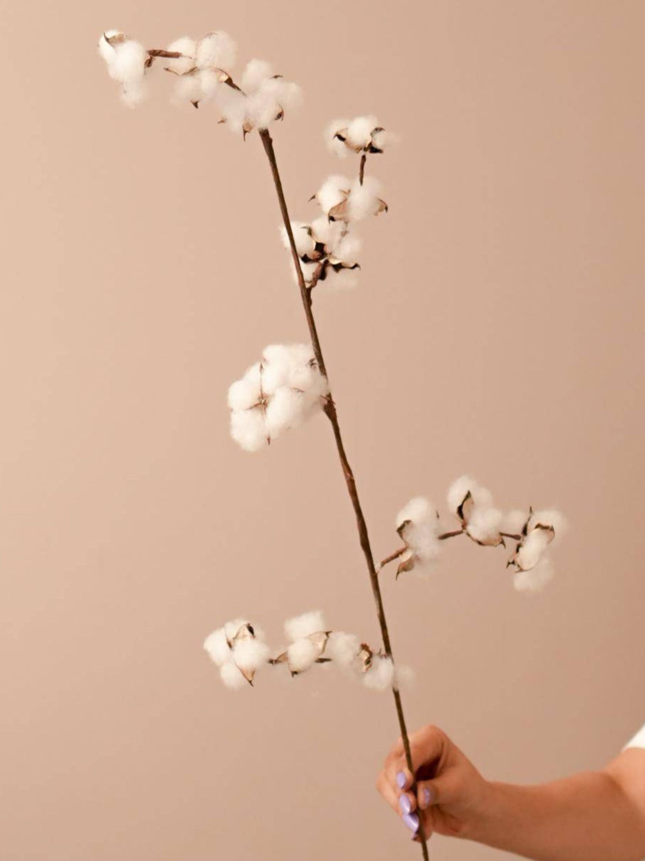 Cotton cloud Buds set