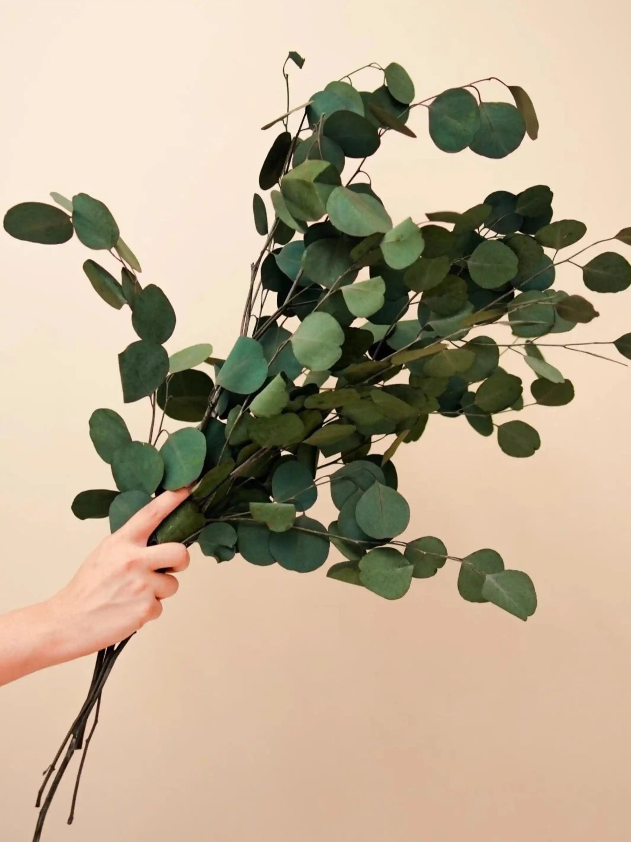 Million Dollar Eucalyptus