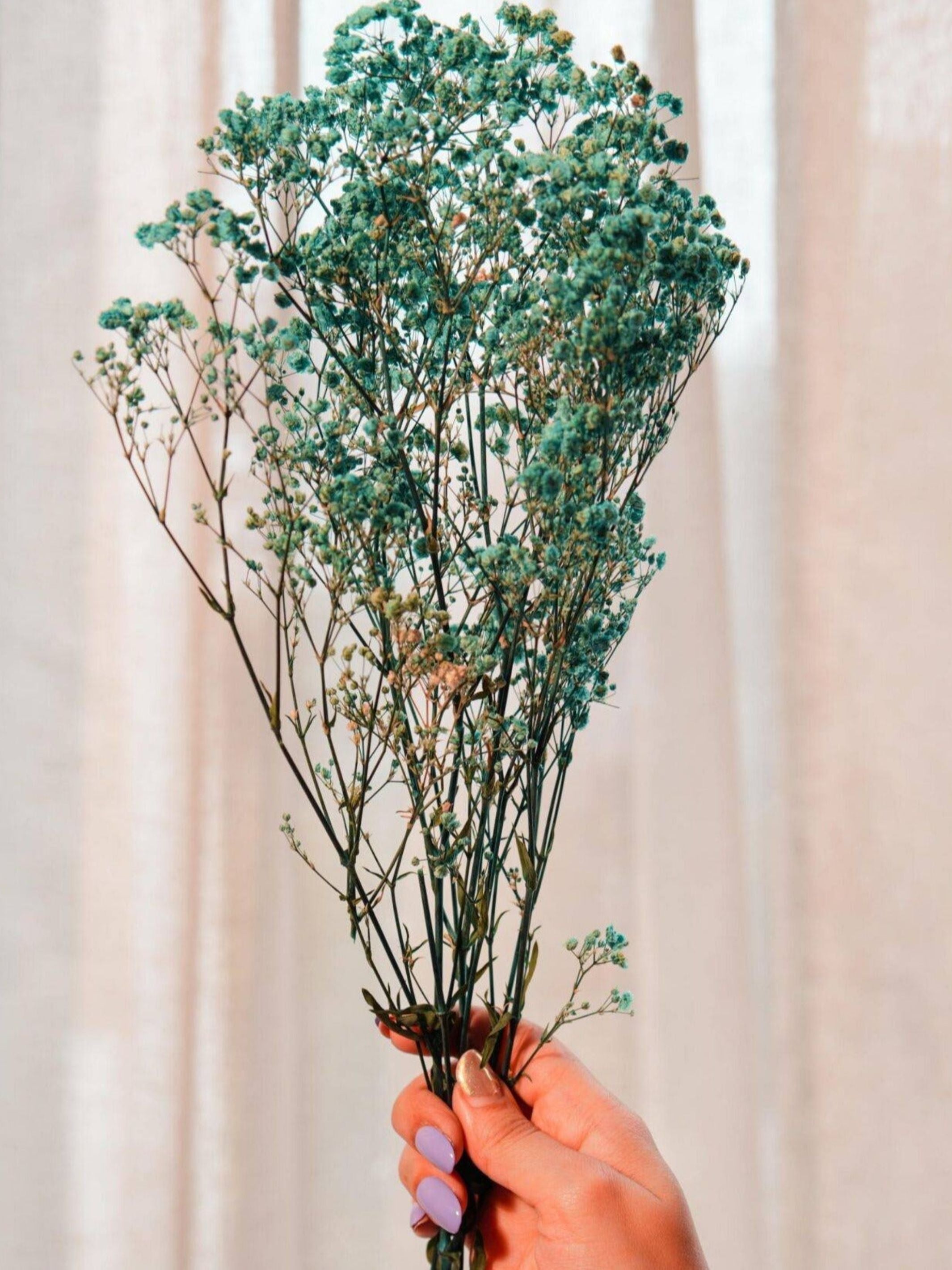 Turquoise Blue baby breaths