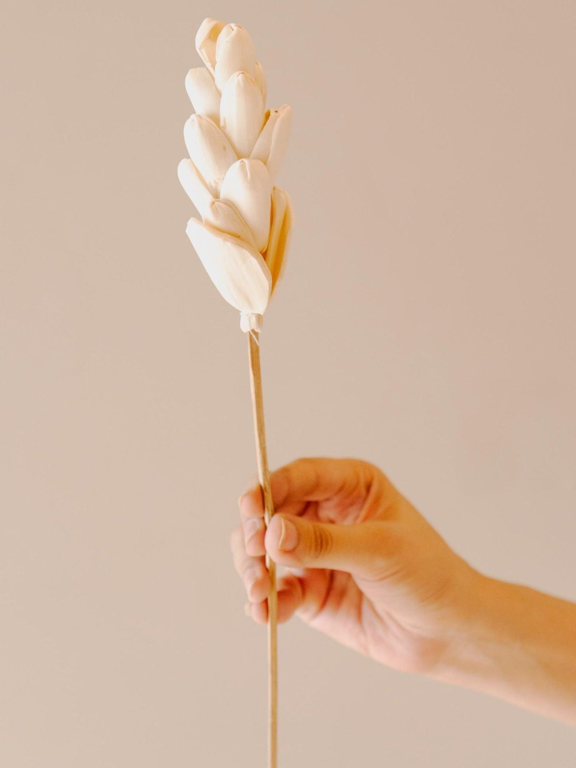 Akondo stick