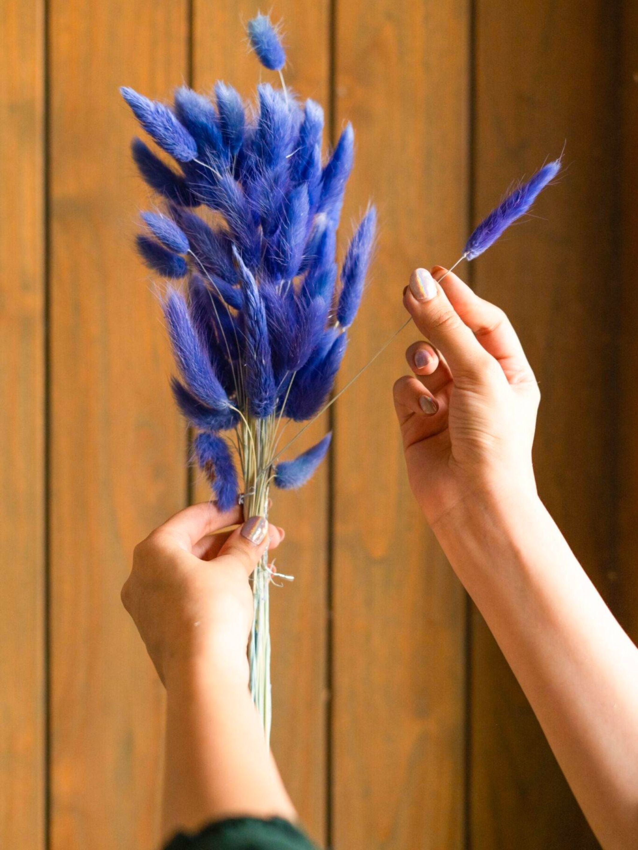Royal Blue-Bunny tails-set of 50 stems