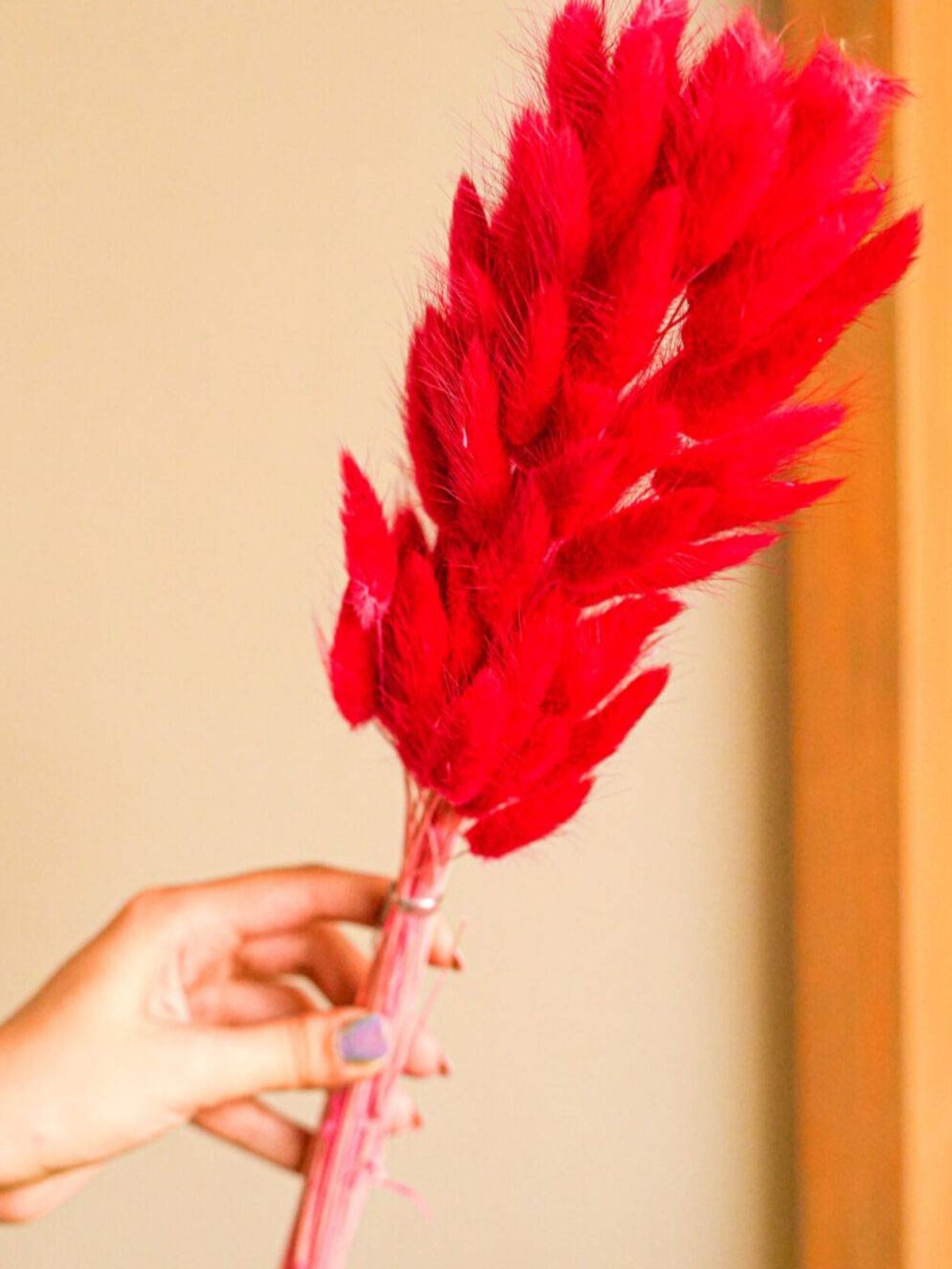 Red Bunny tails-set of 50 stems