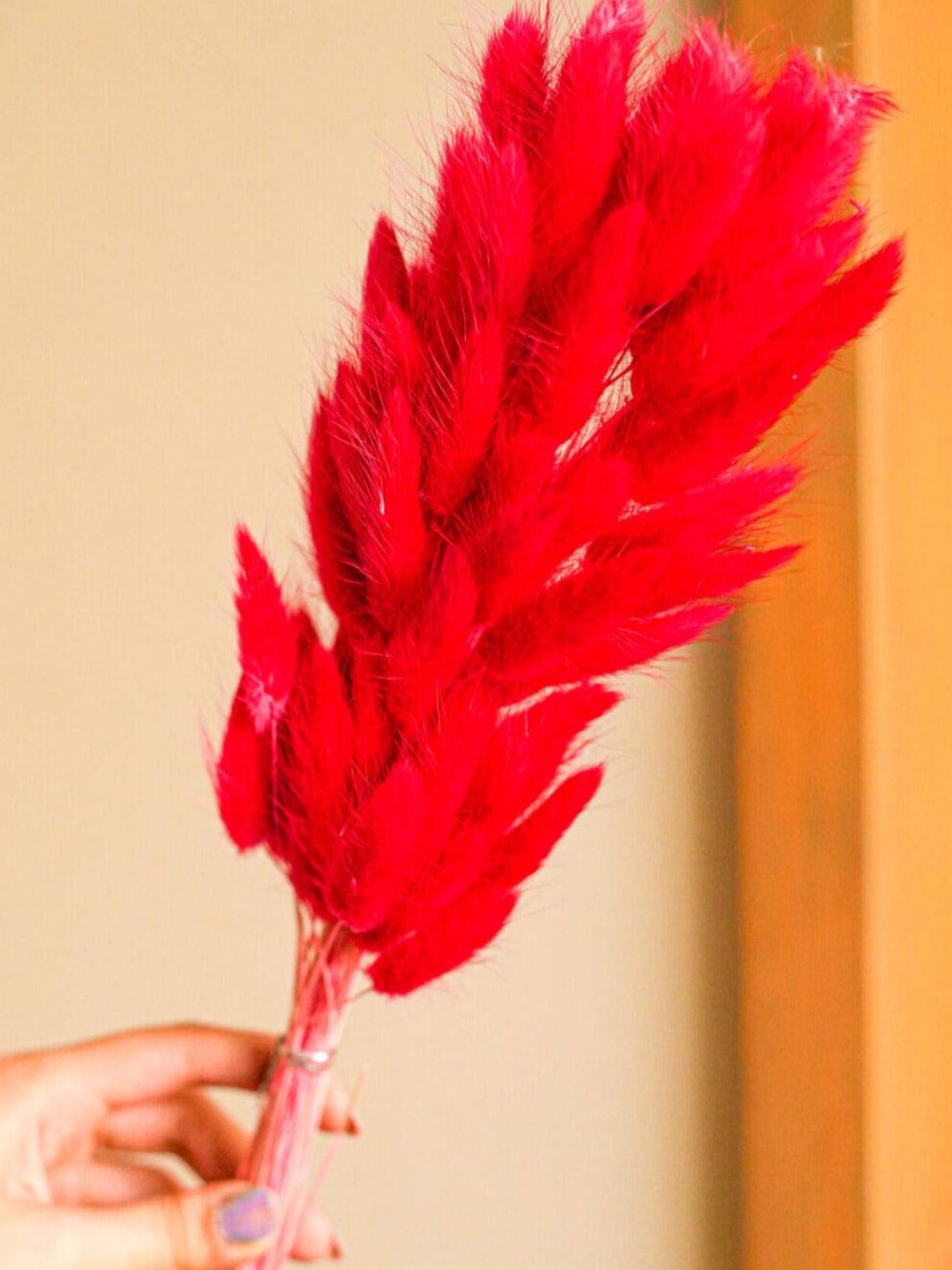 Red Bunny tails-set of 50 stems