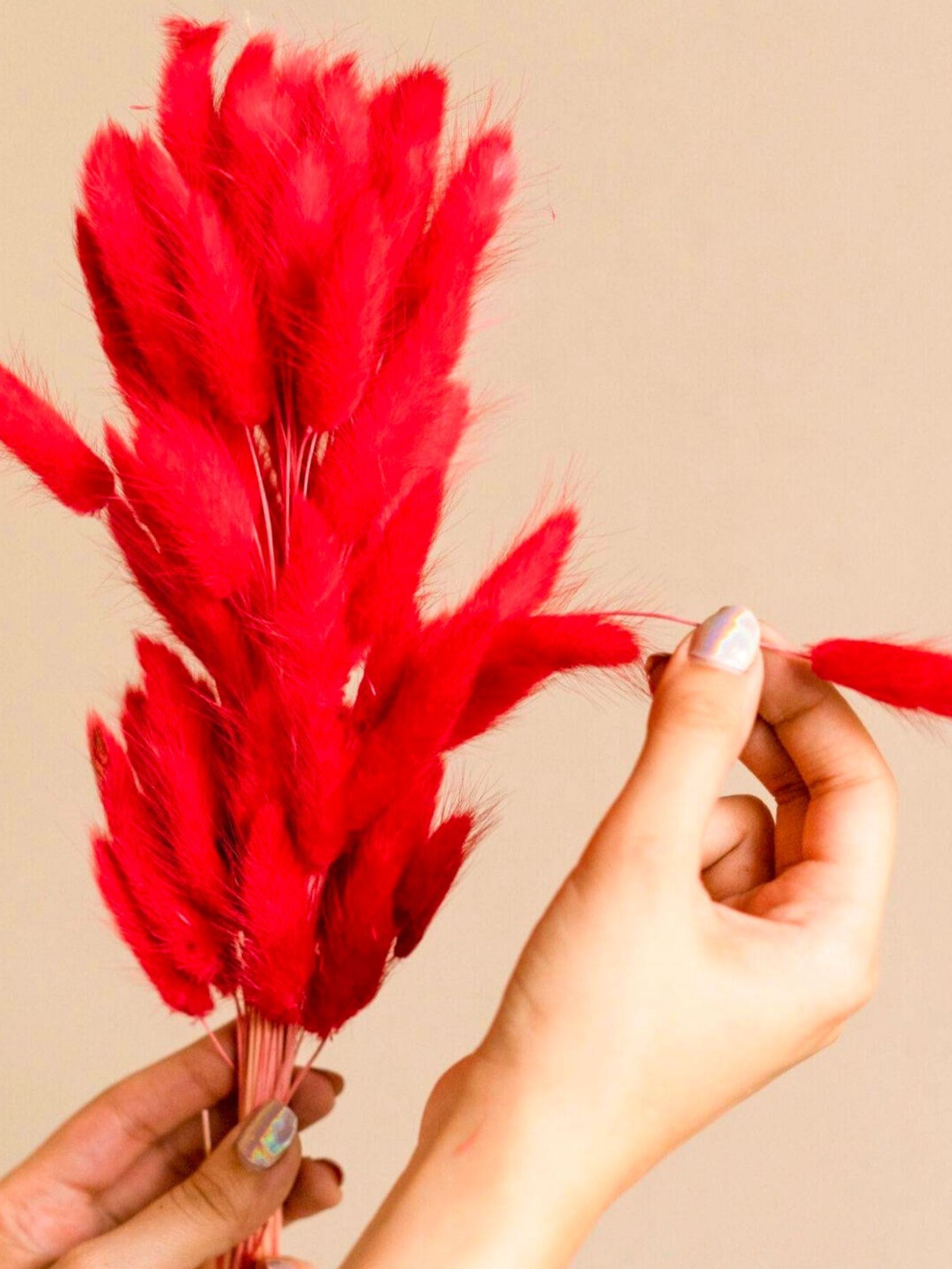 Red Bunny tails-set of 50 stems