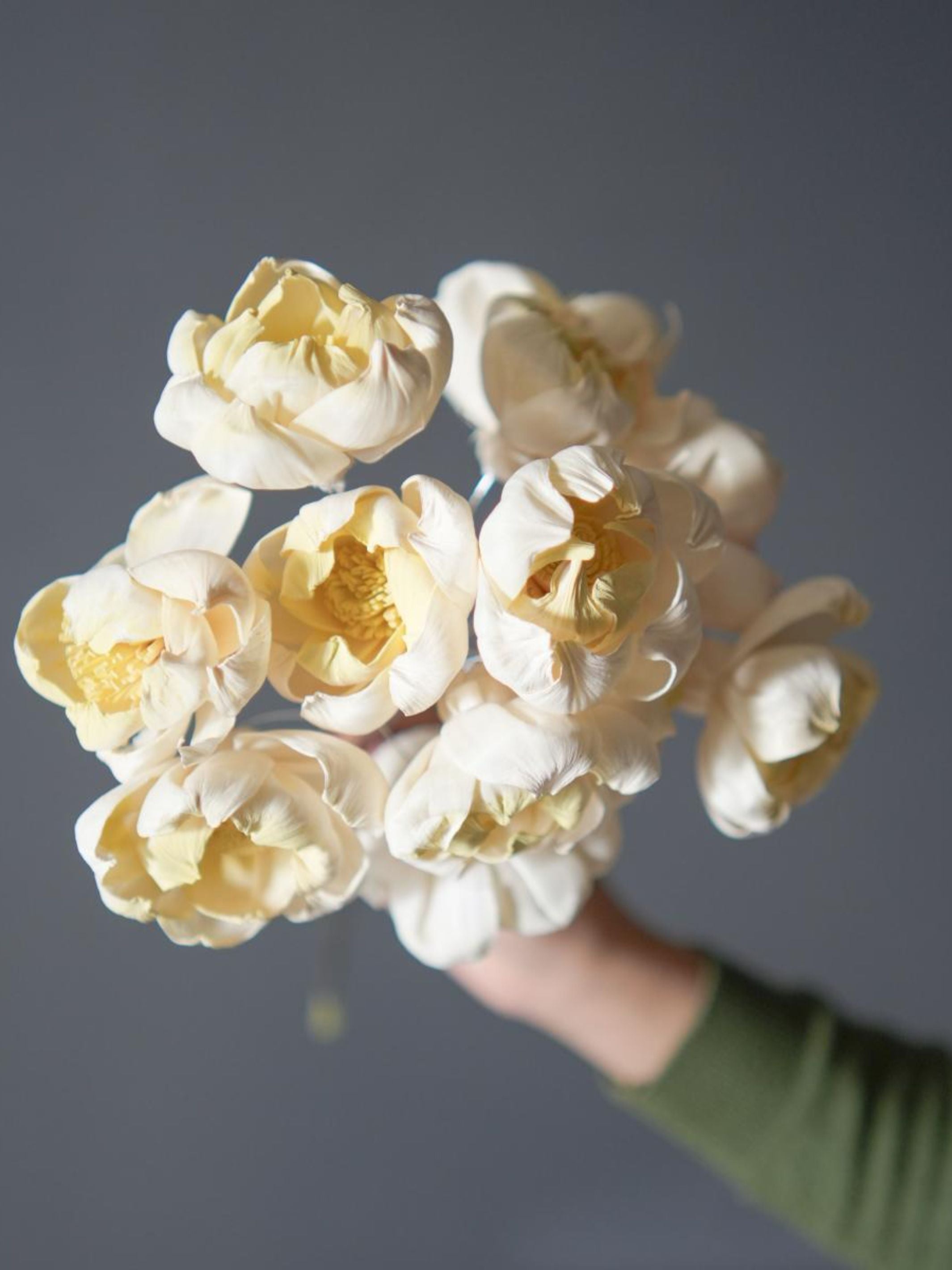 Dual shade sola peony-Yellow and white