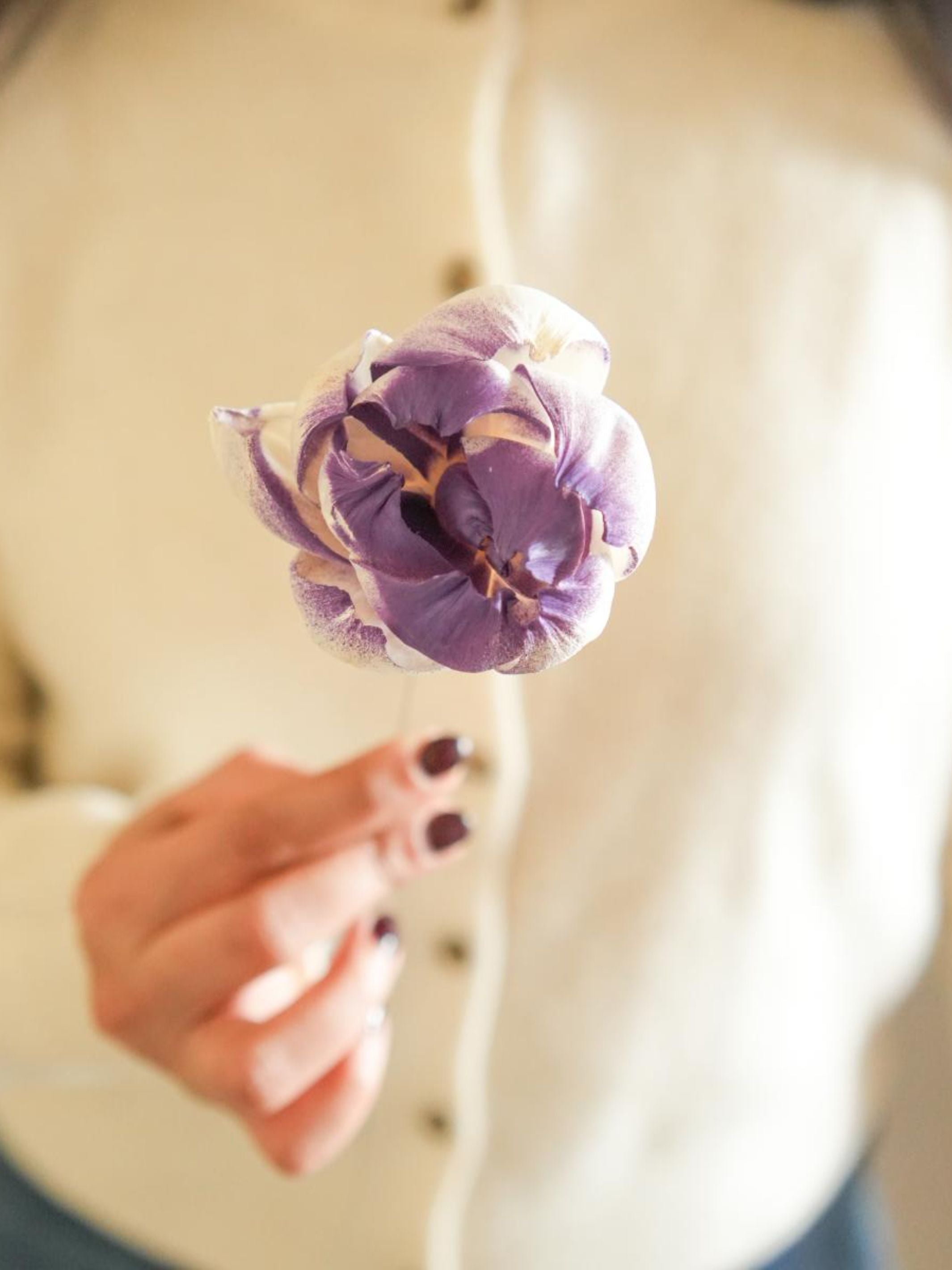 Dual shade sola peony-Purple and white