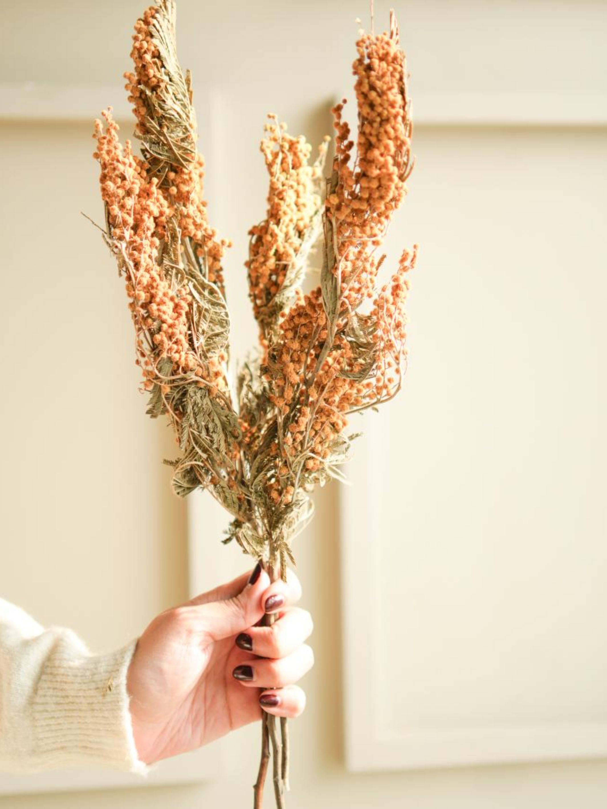 Dried mimosa