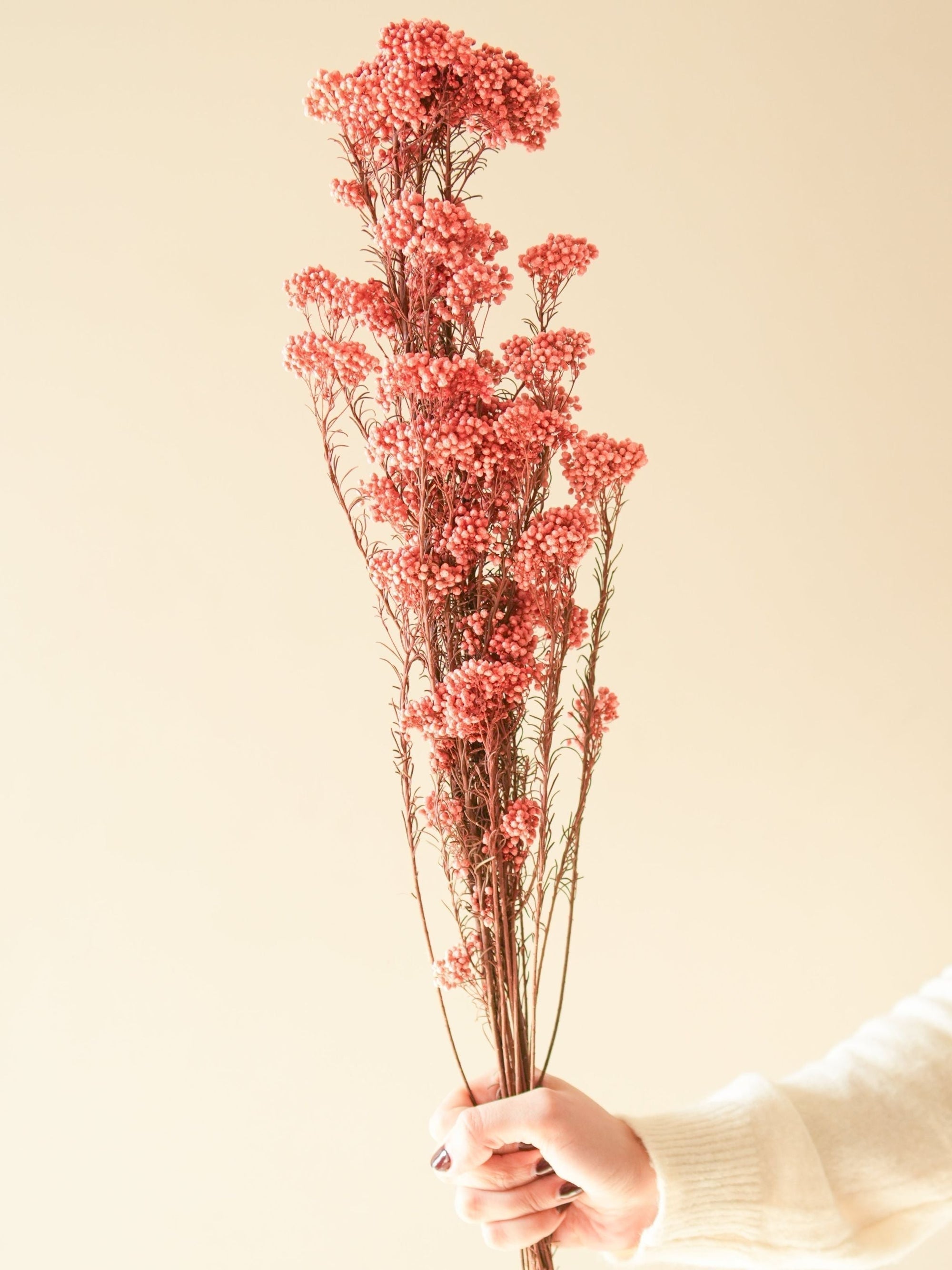 Rice flower-Dark  Pink