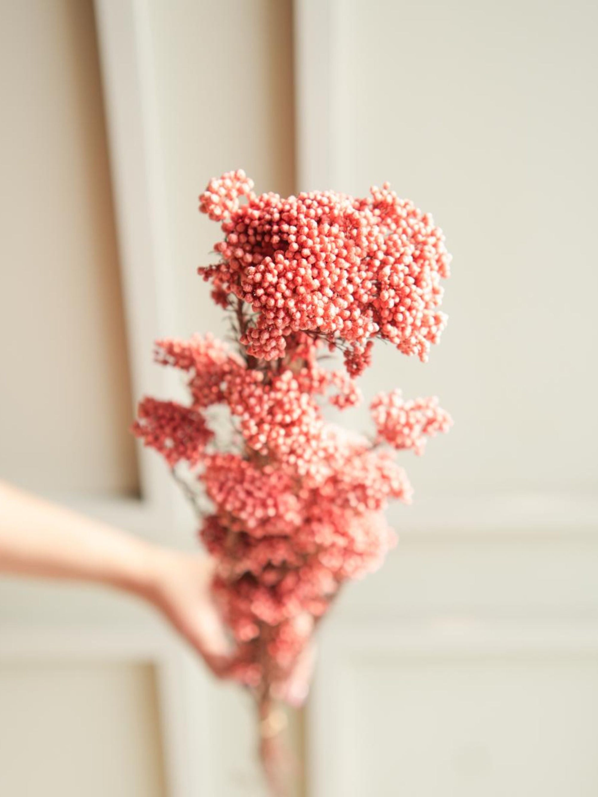 Rice flower-Dark  Pink