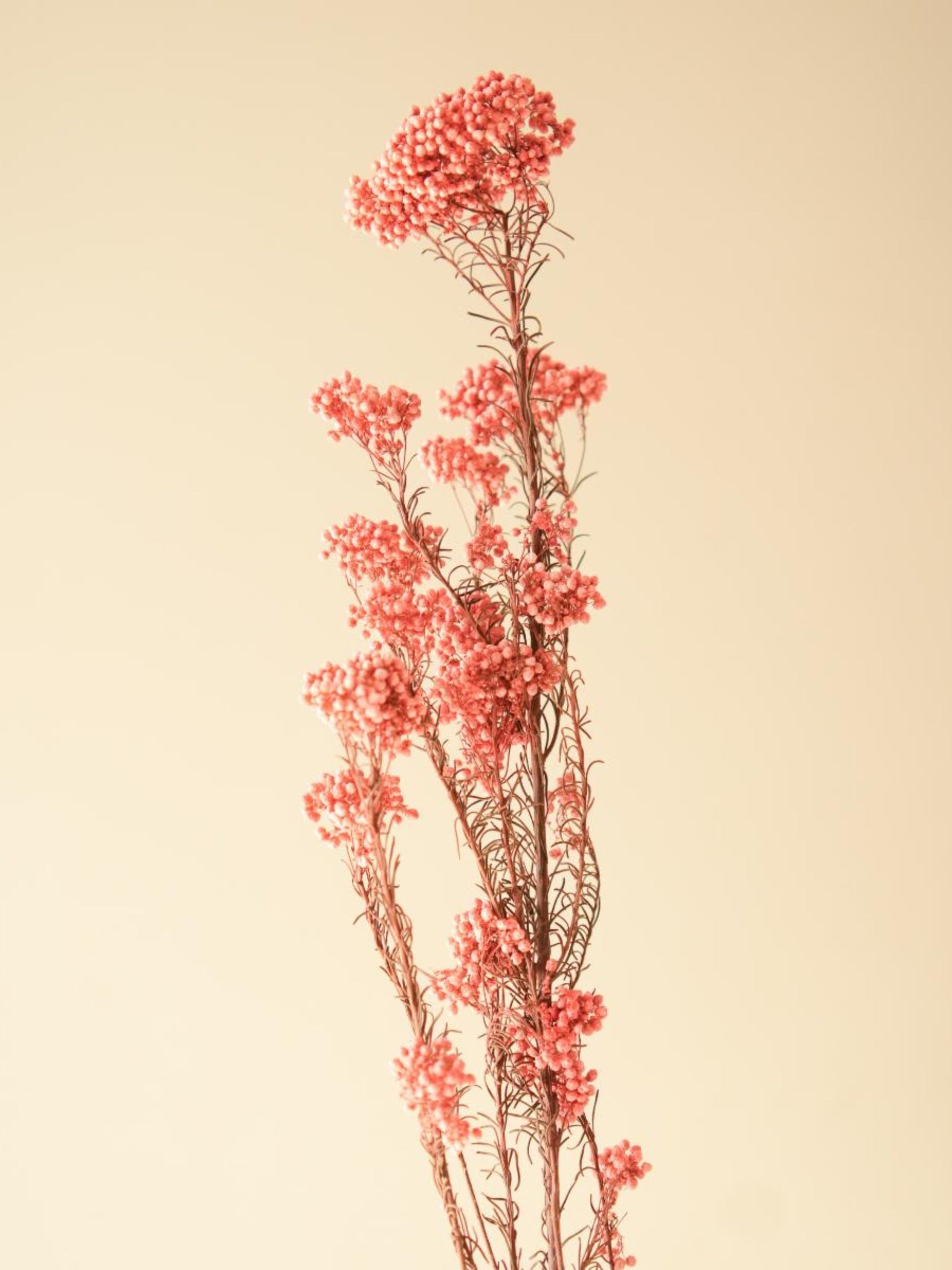 Rice flower-Dark Pink