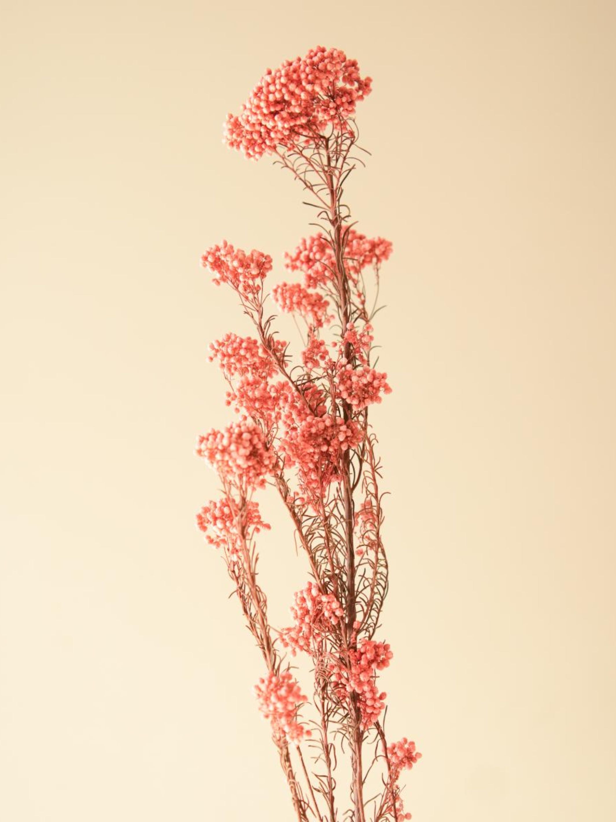 Rice flower-Dark  Pink