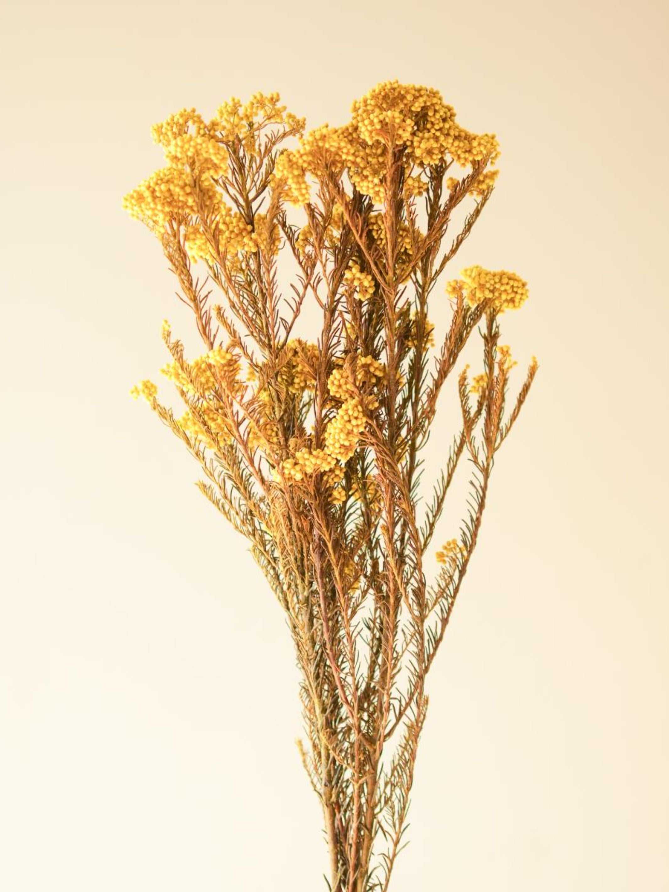 Rice flower-Yellow