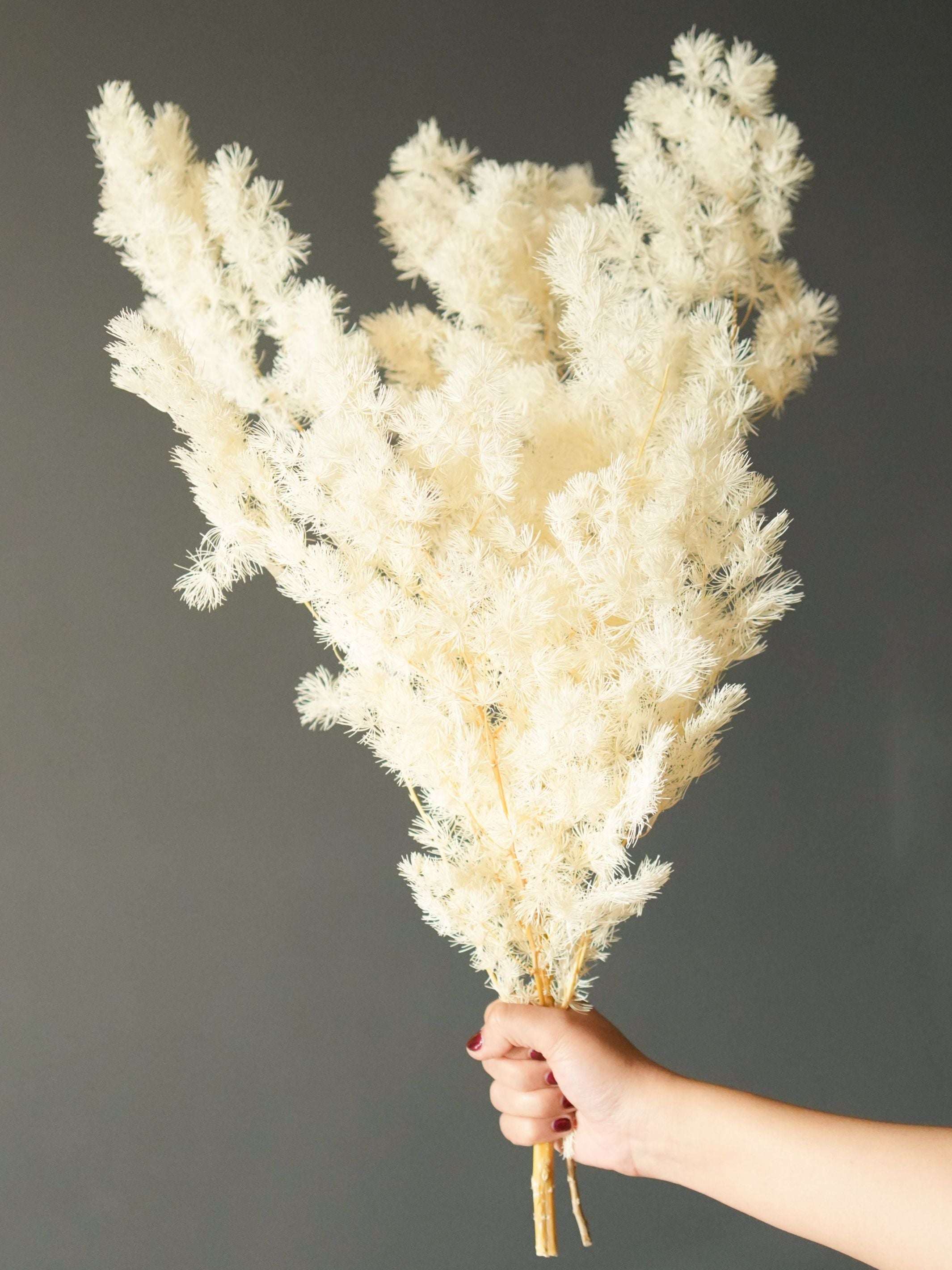 asparagus fern-white