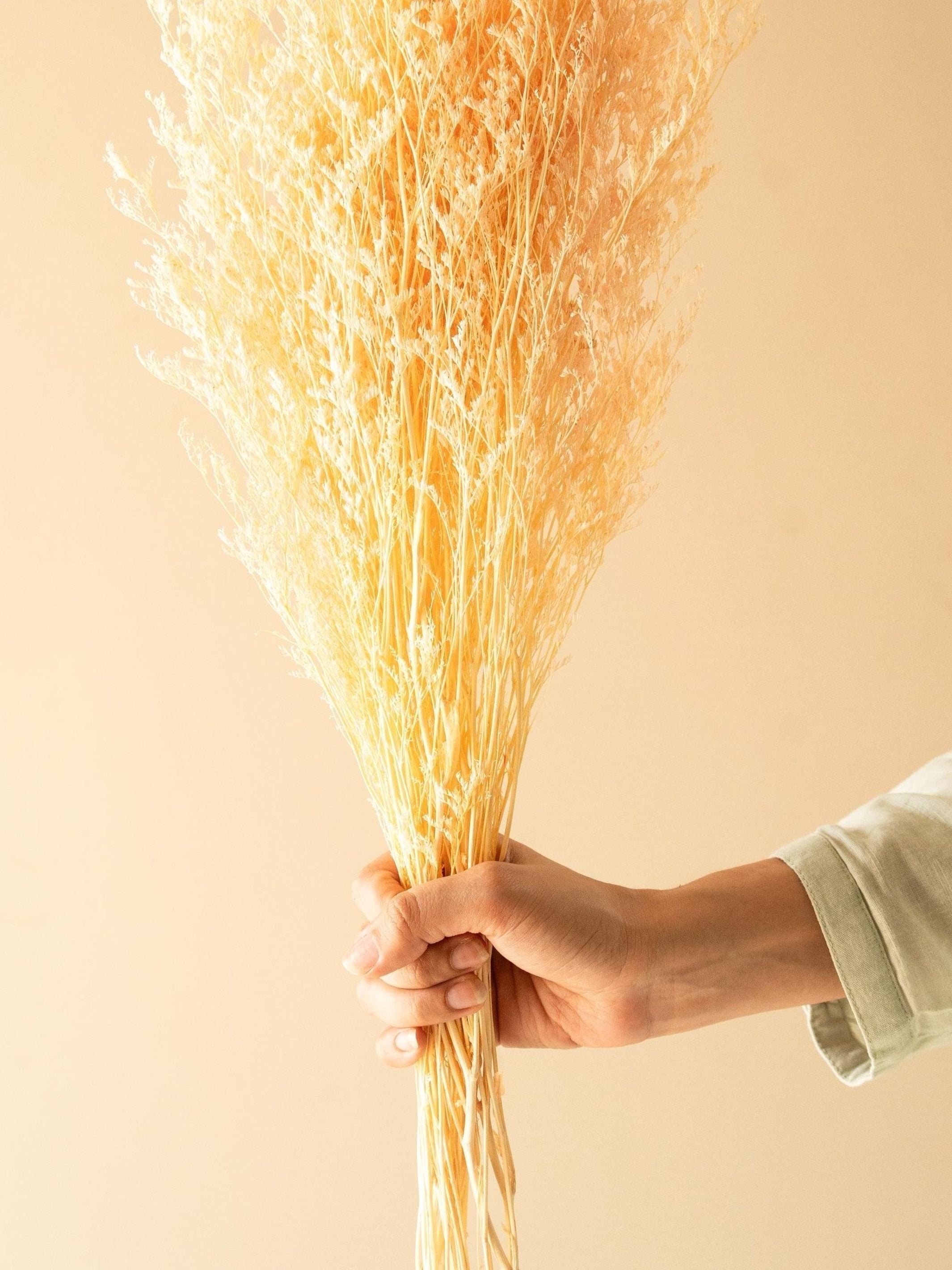 Dual colour Limonium