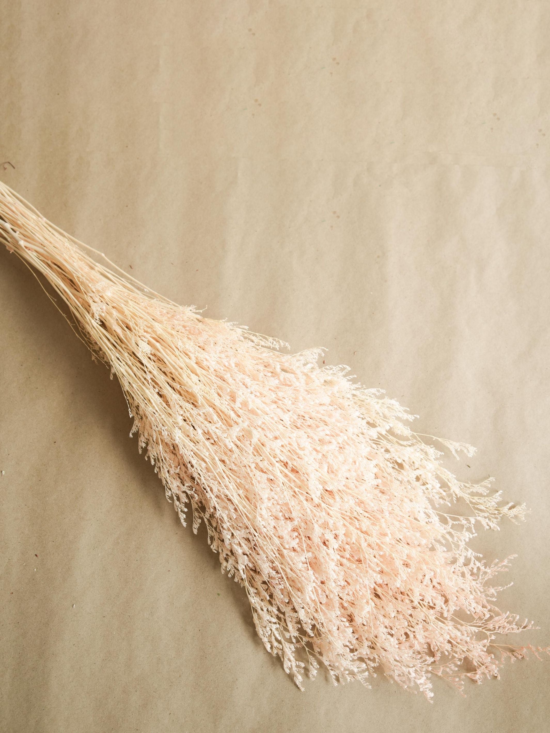 Dual colour Limonium