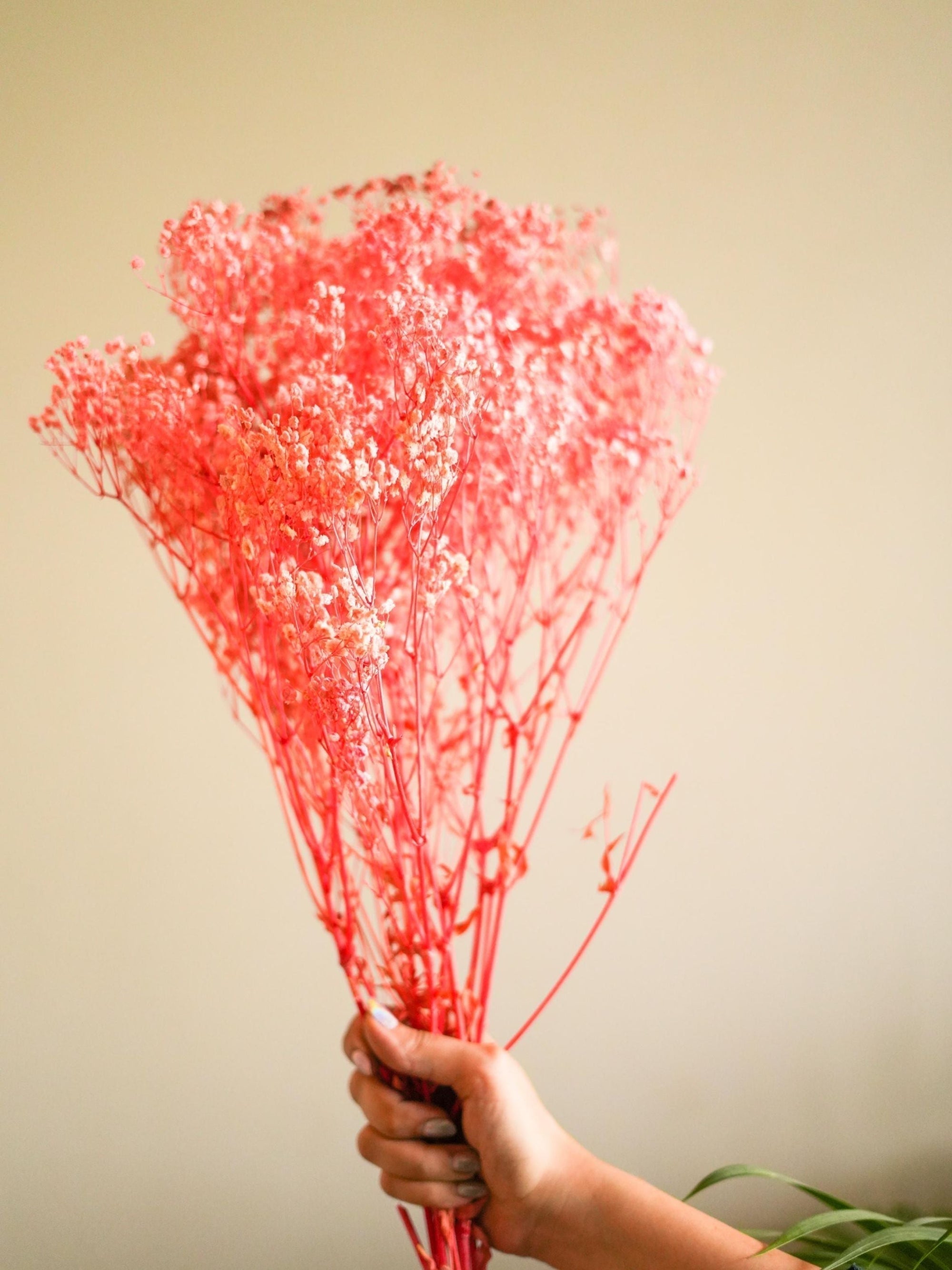 Pastel Pink baby breaths