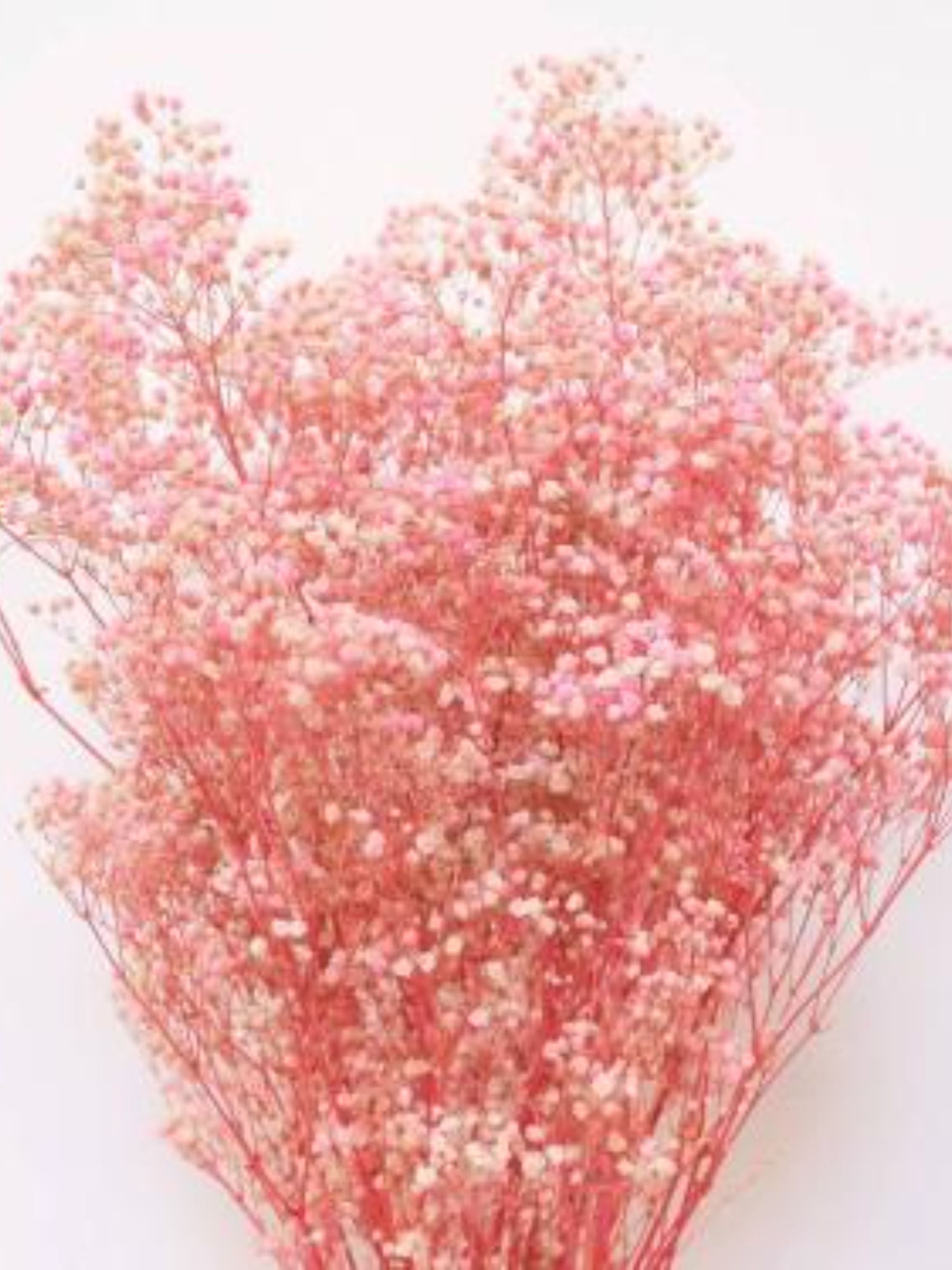 Pastel Pink baby breaths