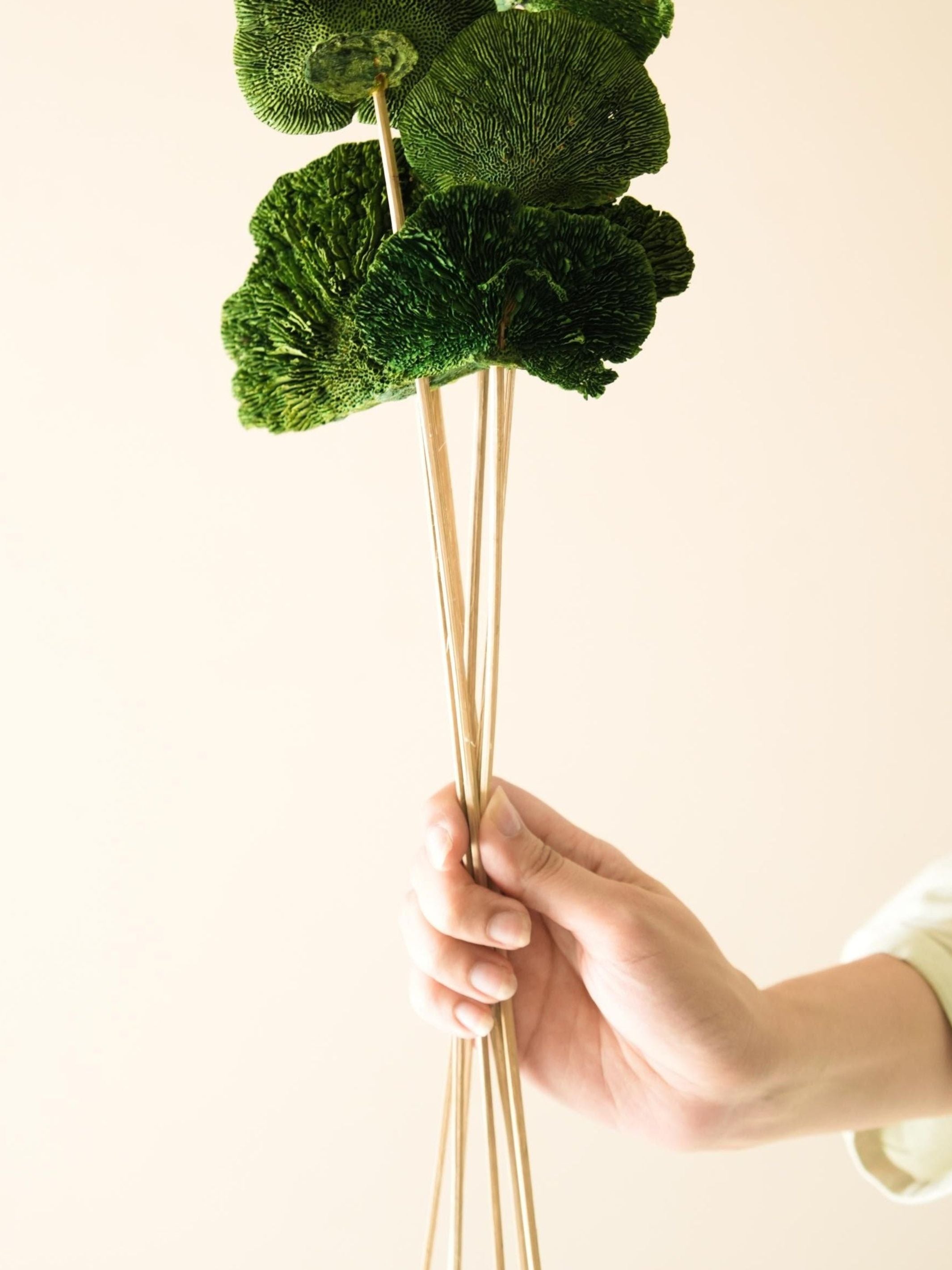 Green Sponge Mushroom