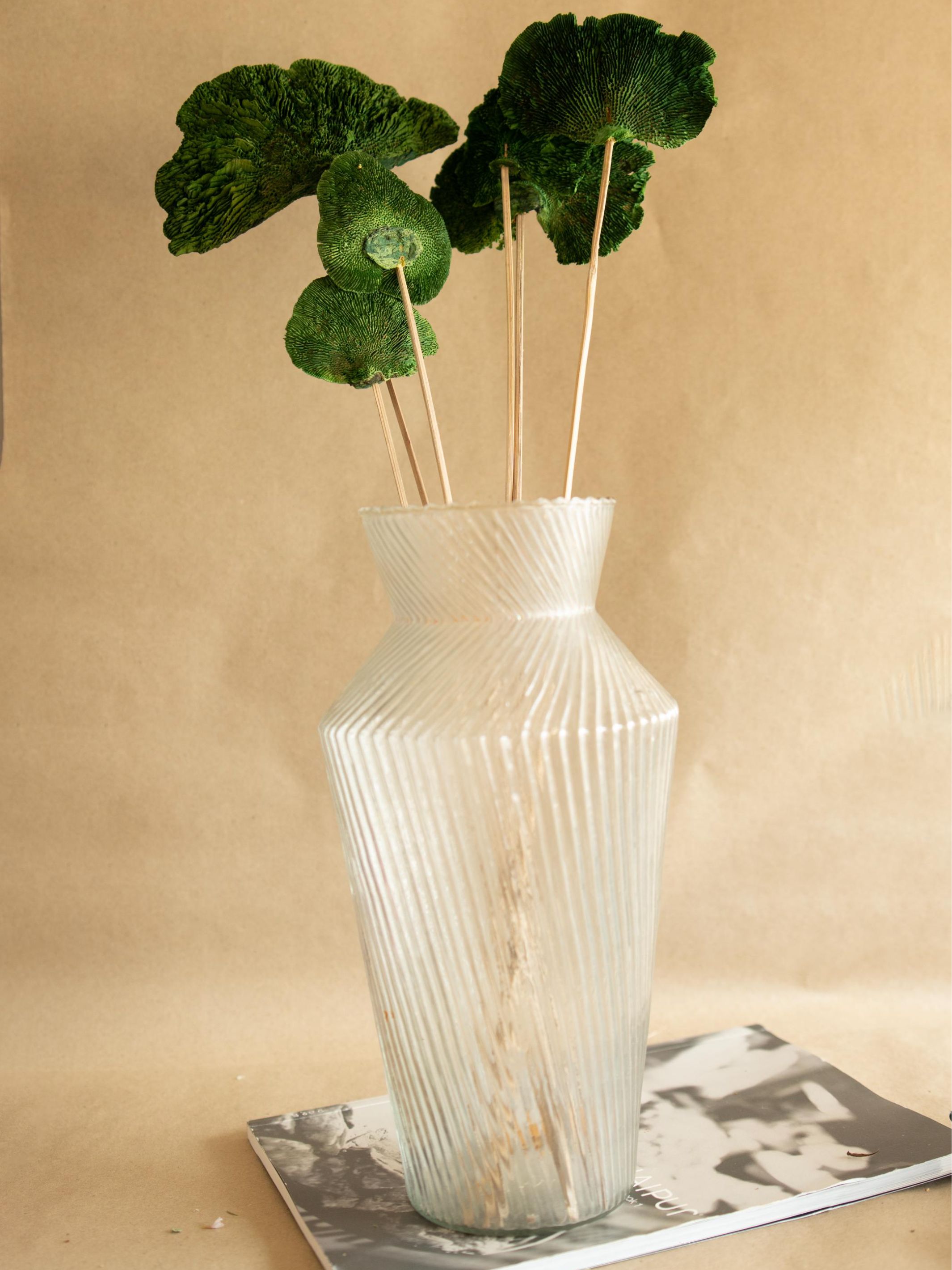 Green Sponge Mushroom