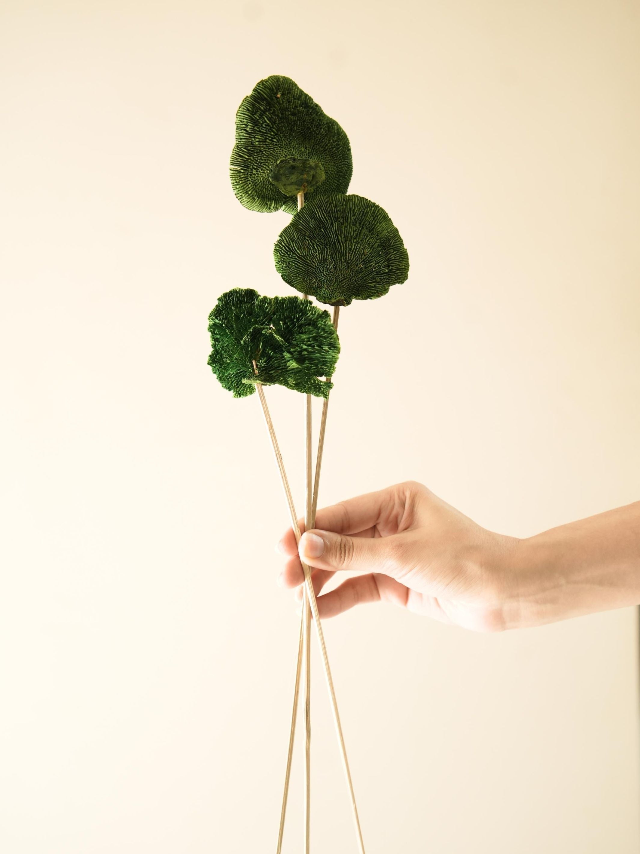 Green Sponge Mushroom