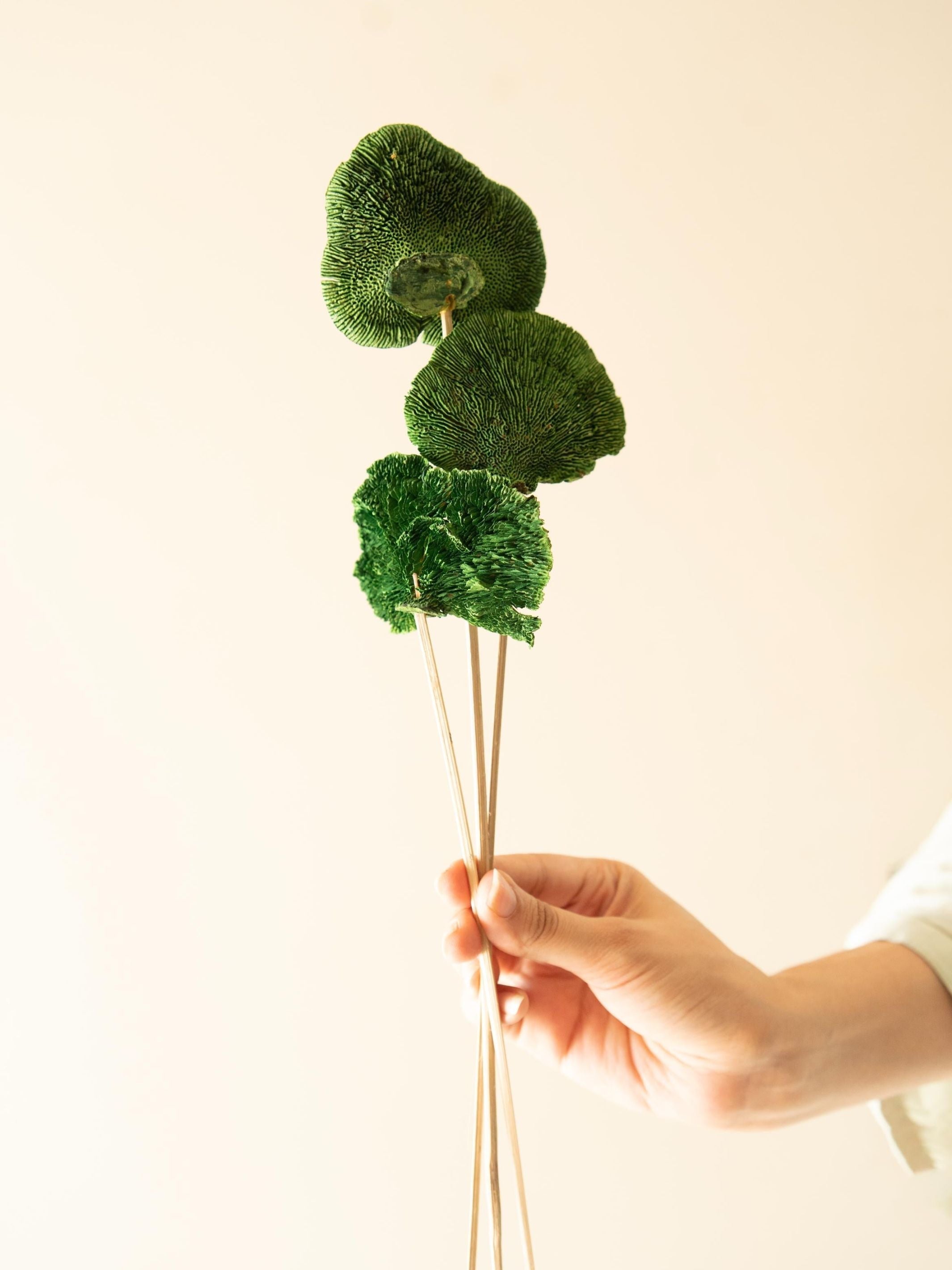 Green Sponge Mushroom