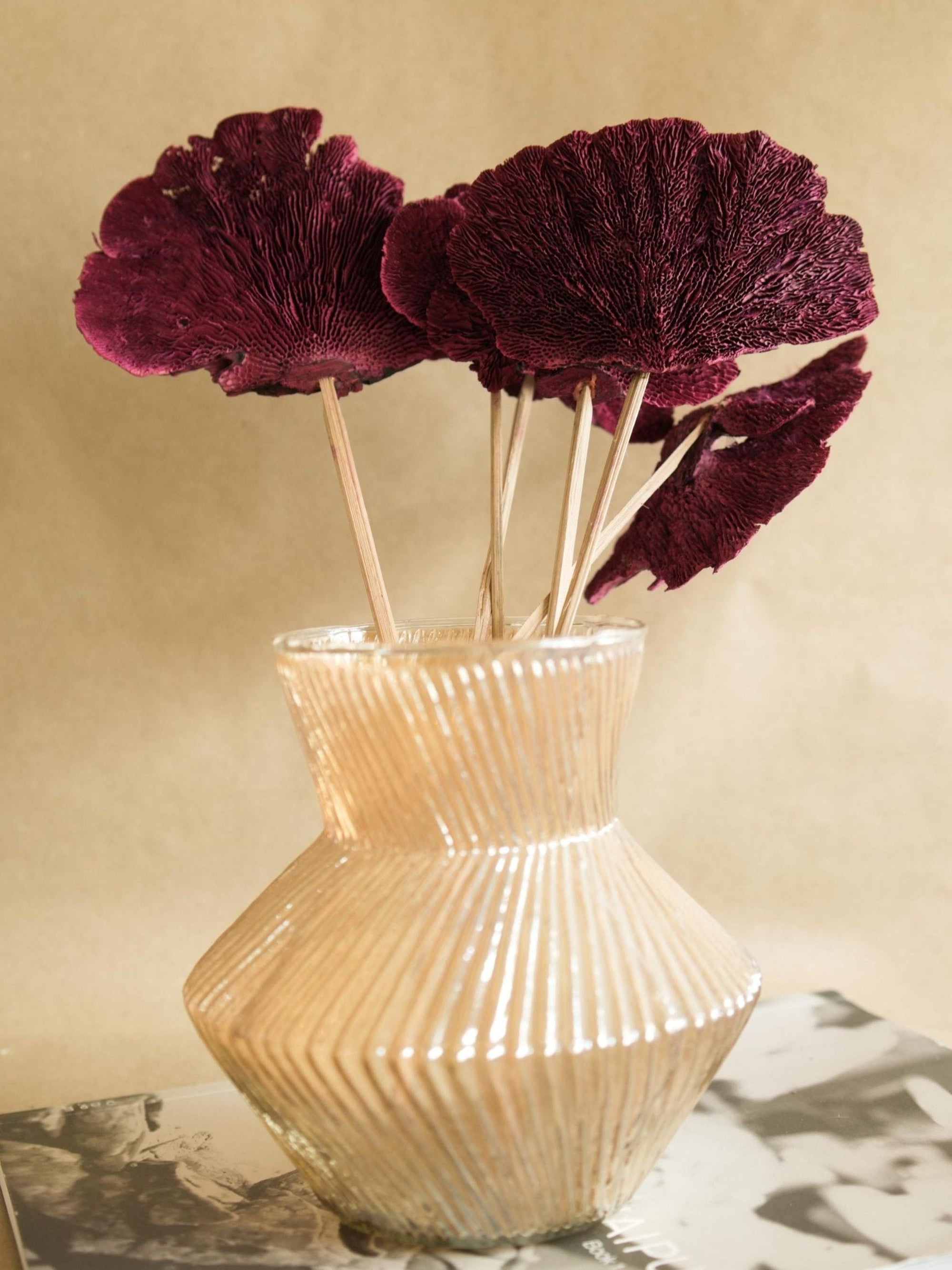 Red Sponge mushroom