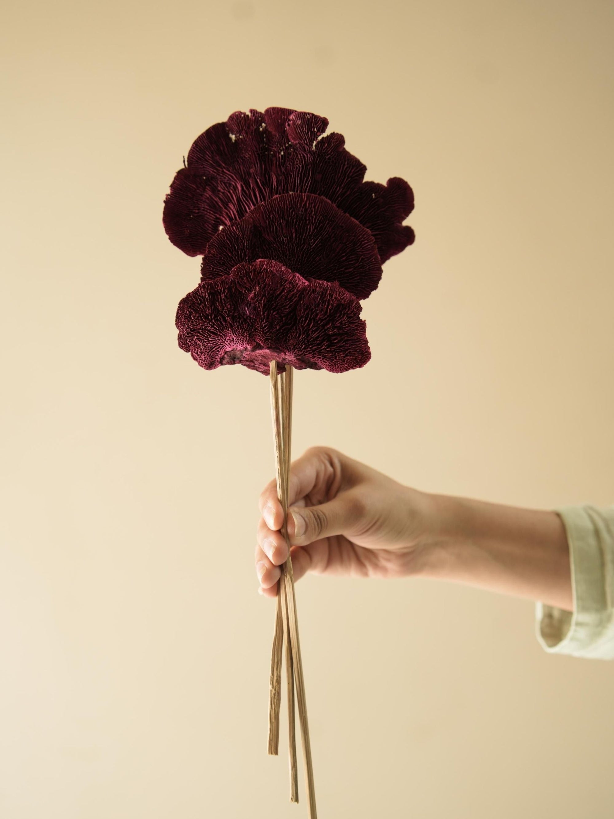 Red Sponge mushroom