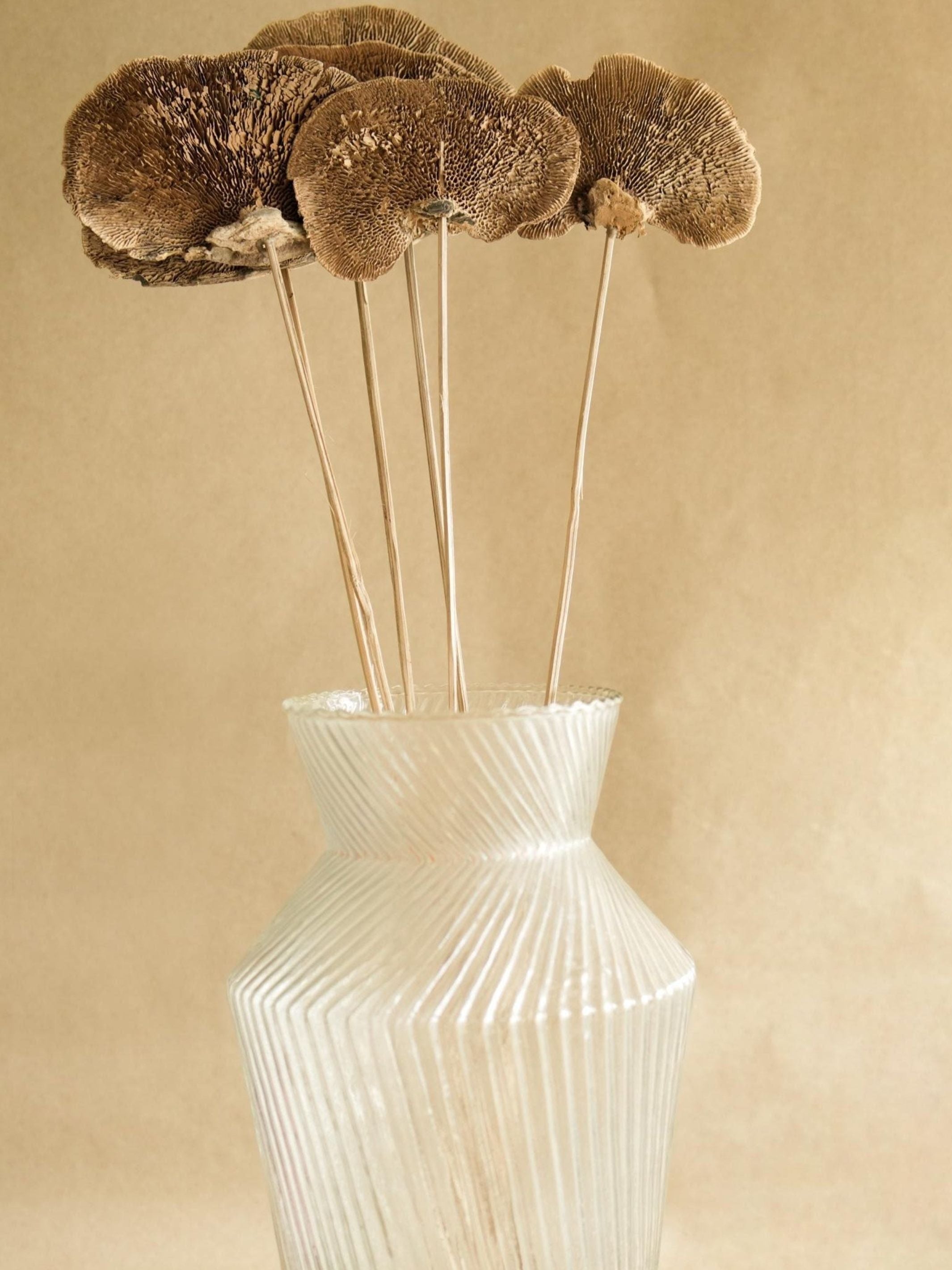 Natural Sponge mushroom